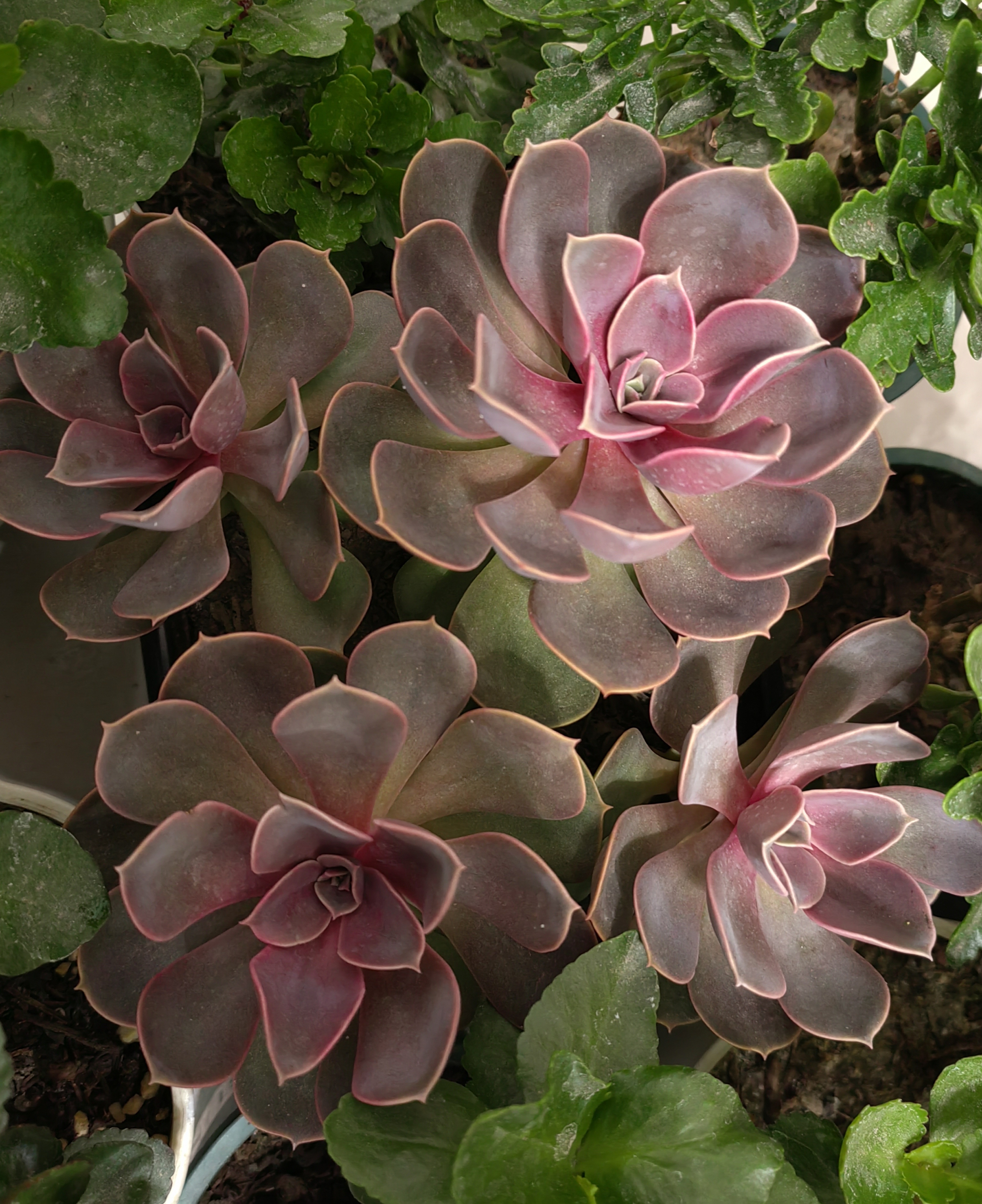 欧版紫珍珠出状态了