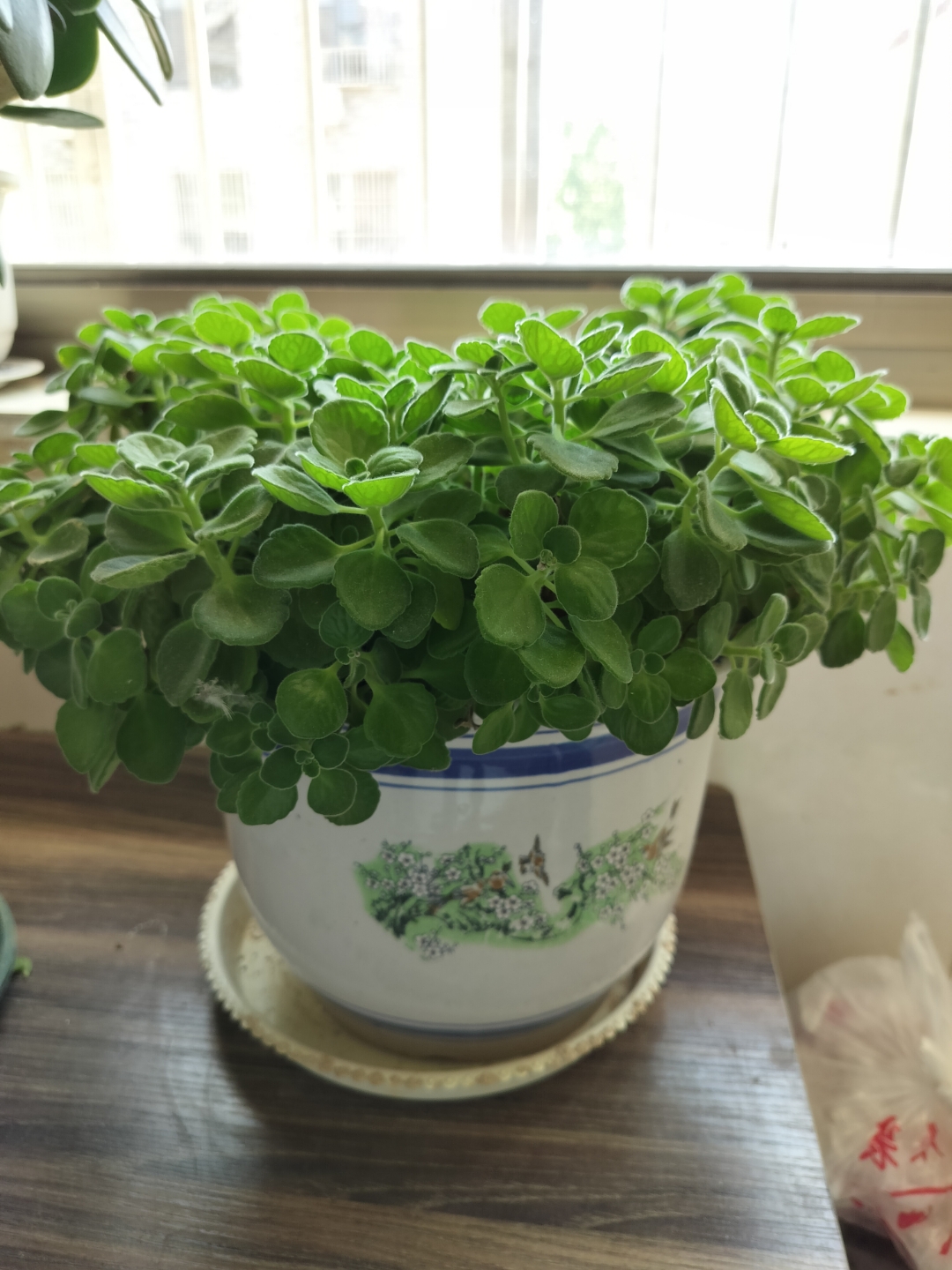 上百度看好房#一盆碰碰香