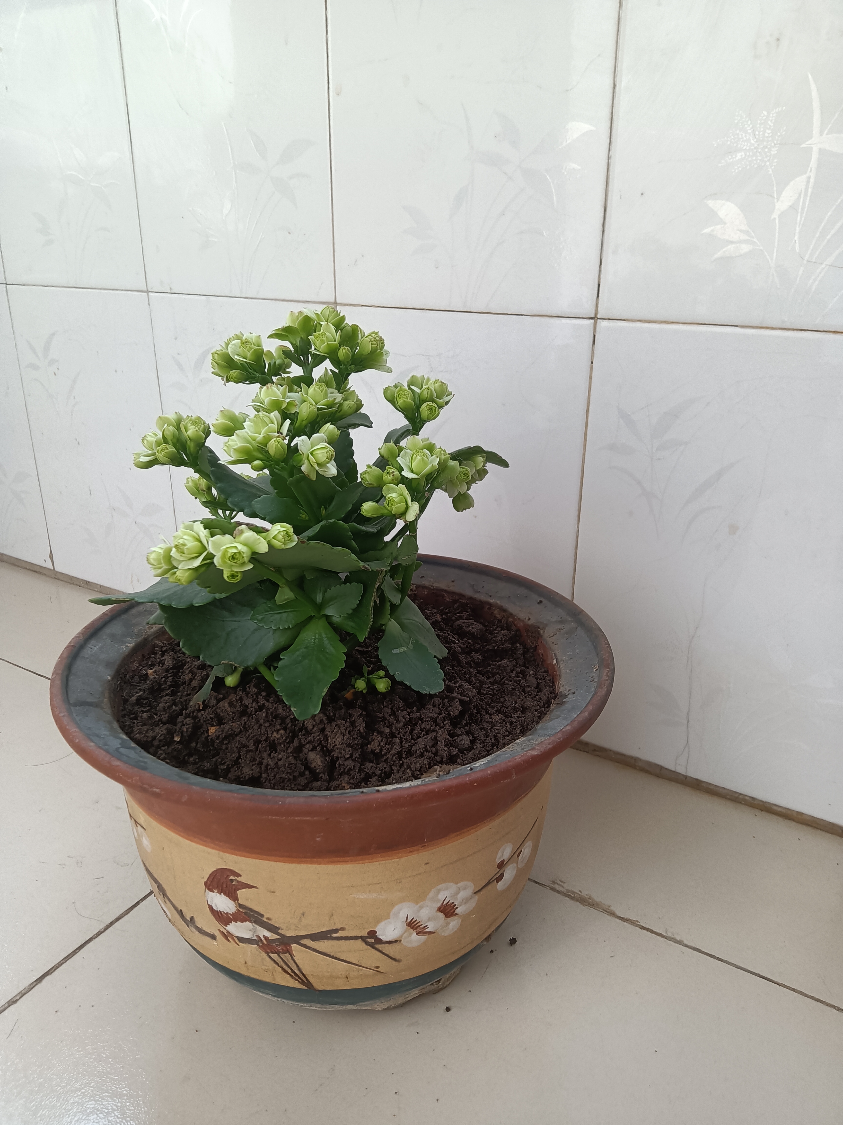 姐姐家的一盆绿色巴黎长寿花,分享家人们欣赏欣赏[鲜花][鲜花][鲜花]