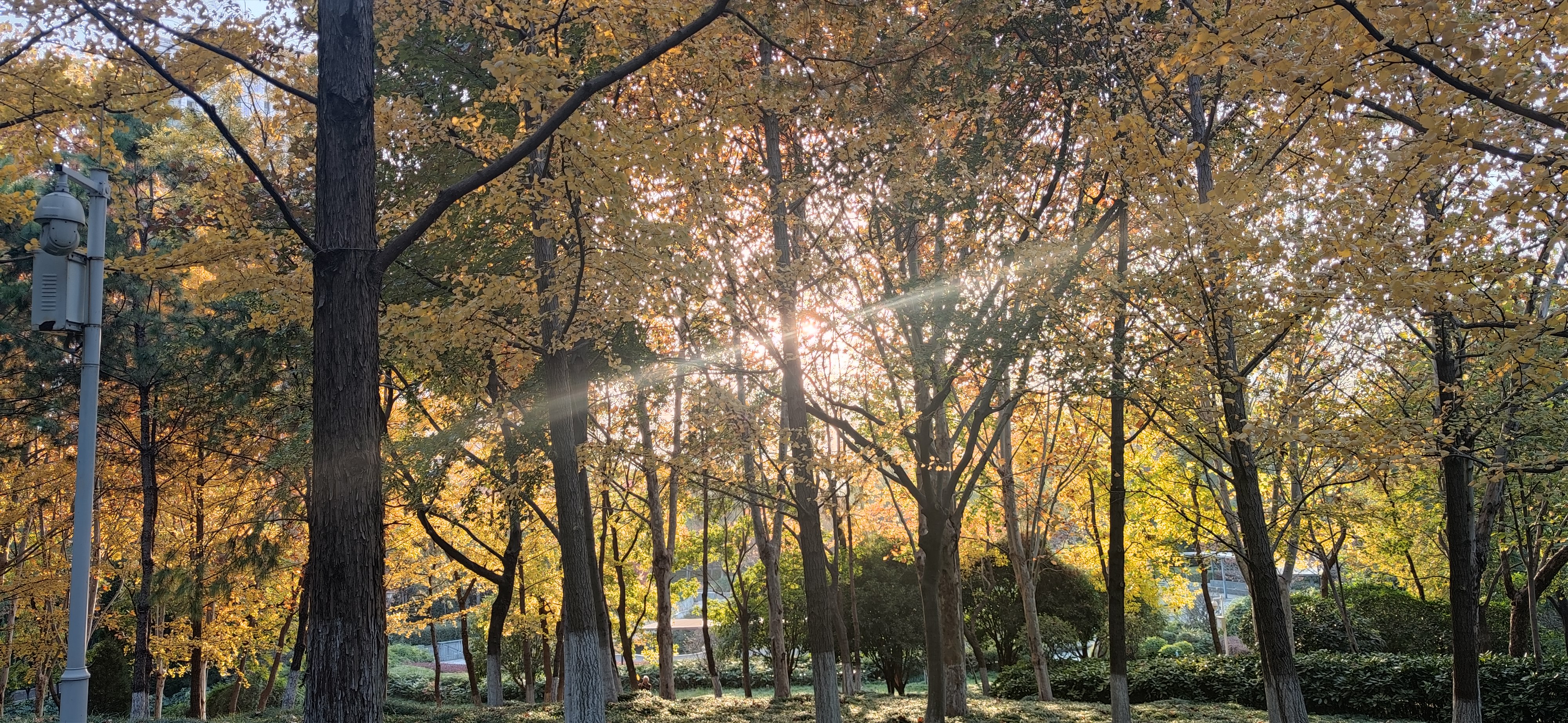 太阳照耀下的金黄树林,地上斑驳的树影,让人仿佛置身于一幅美丽的画卷