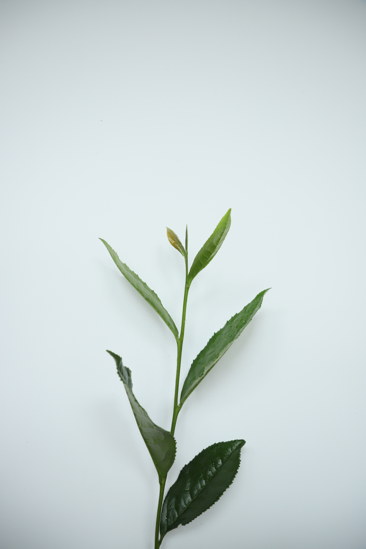 岩骨花香,清活兼骨鲠 岩韵 岩骨 石骨 茶树鲜叶卷舒叶骨,中脉侧脉的