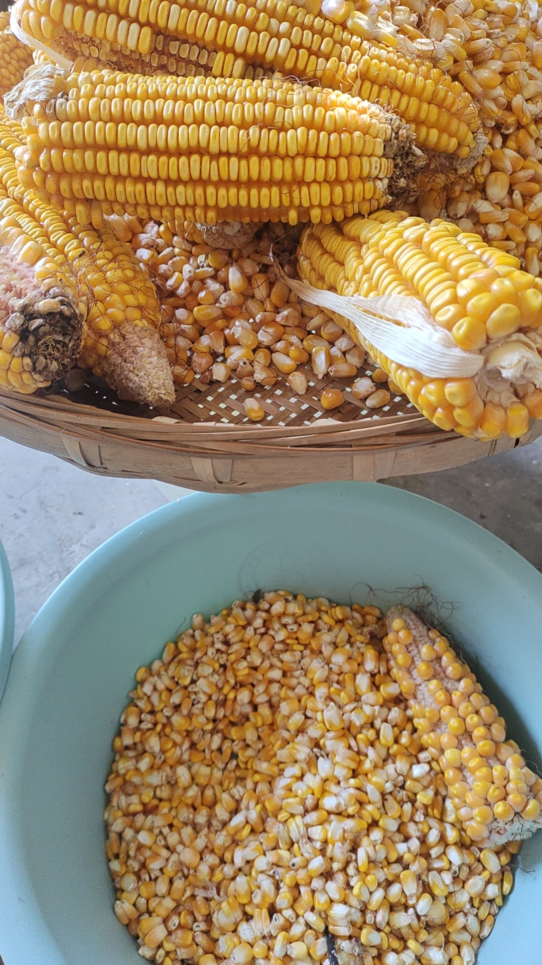 搓玉米粒有感 又到一年收获时,骄阳高挂柳垂枝