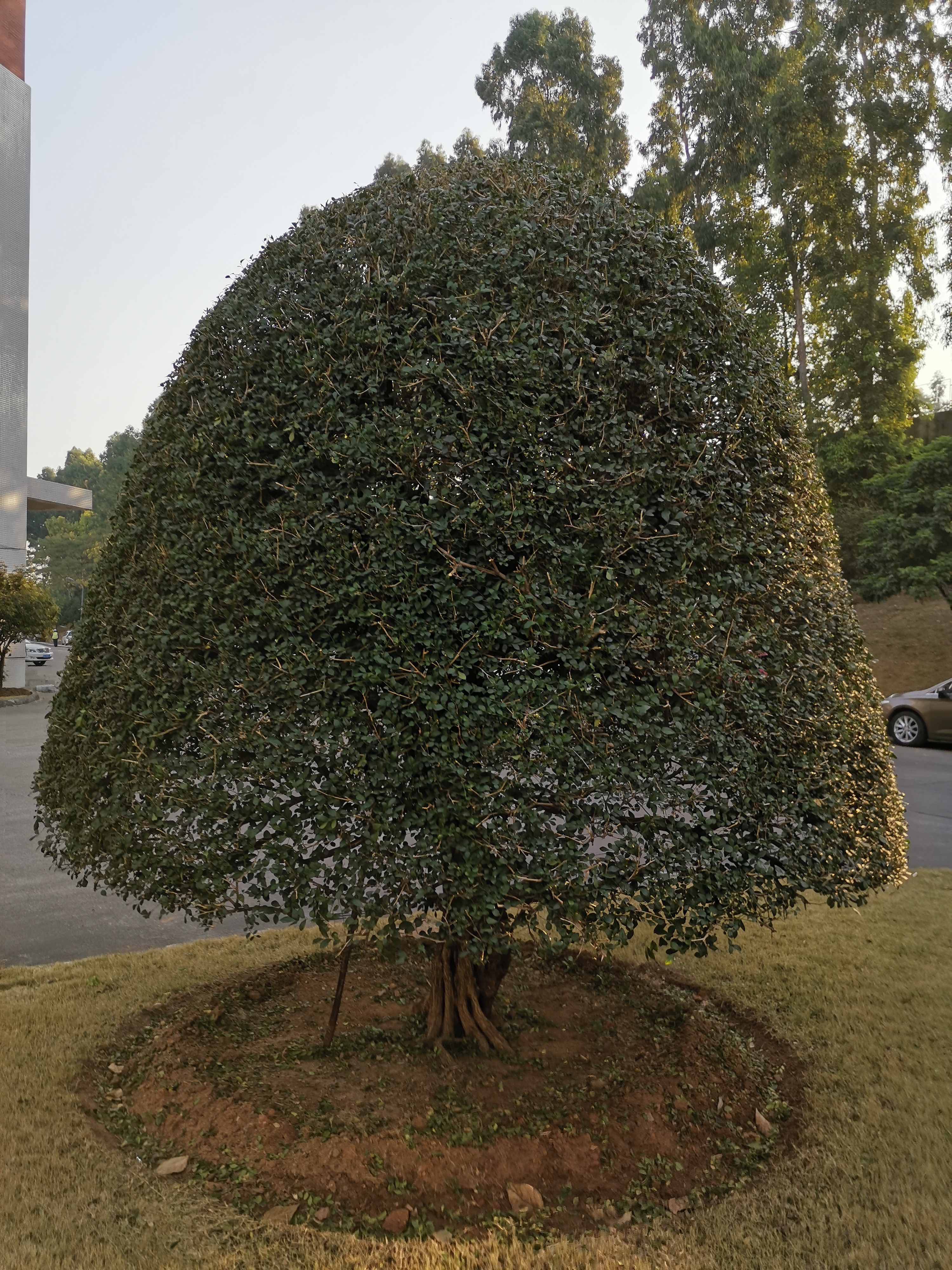 蘑菇形状树木