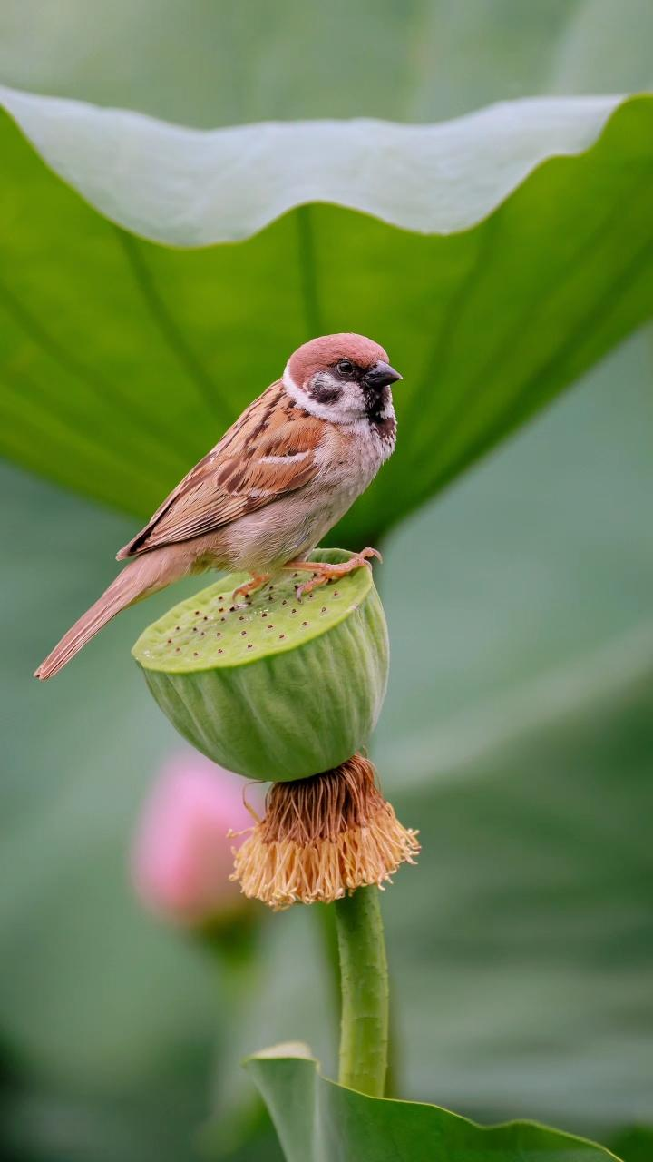 小麻雀轻巧坐荷上,棕灰条纹真好看.尖嘴亮眼真机灵,荷花淡绿粉蕊香