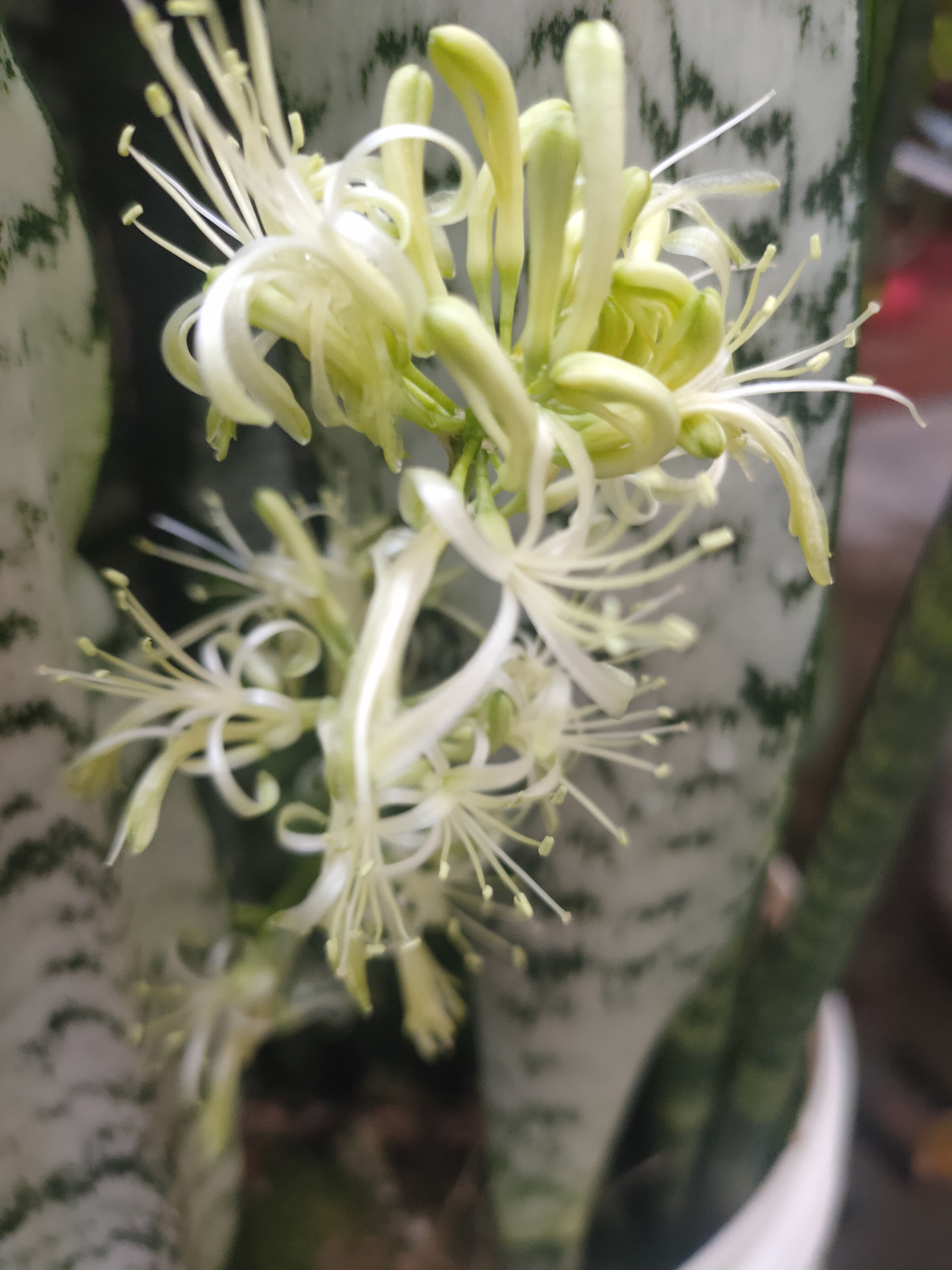 我家的虎皮兰开花了,看着这花心里美滋滋的.