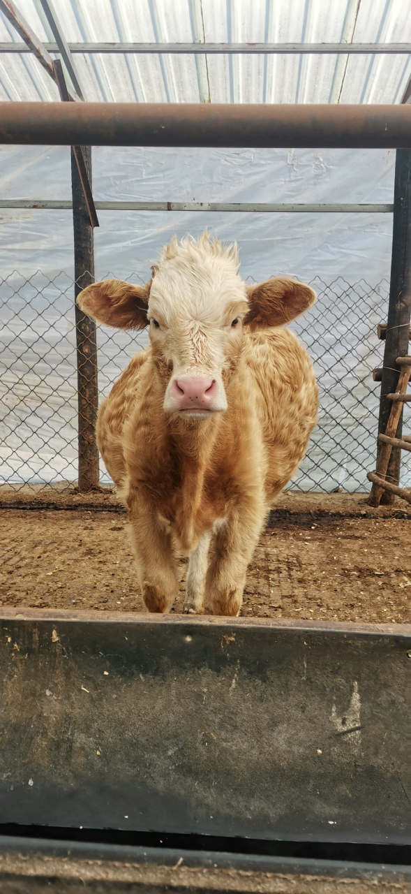 牛瘤胃鼓气怎么办? #农村养殖业