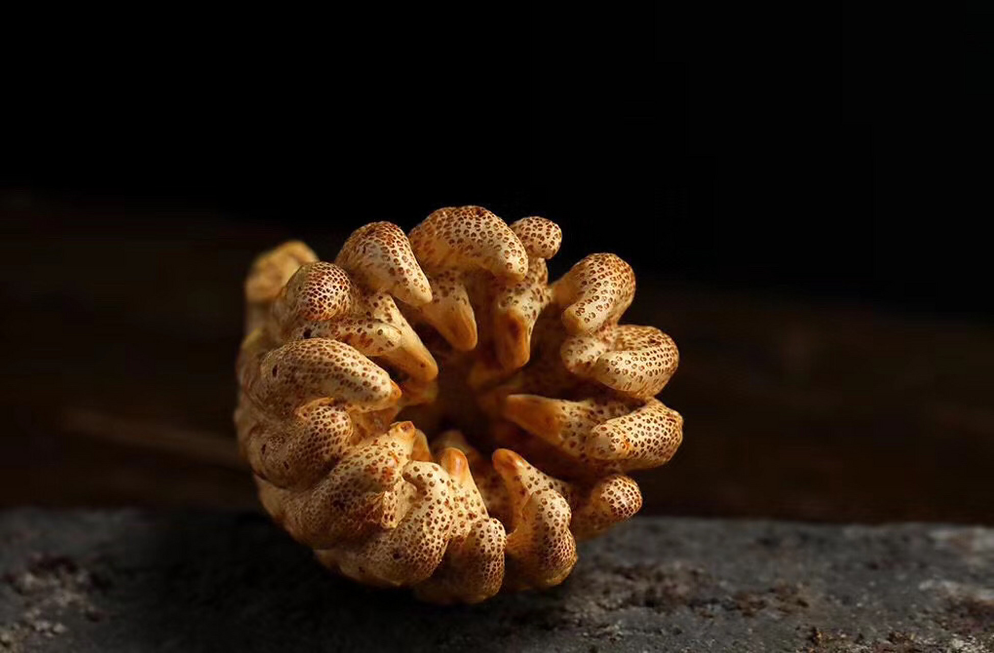 玉竹雕「佛手」  精选优质竹跟     满丁  名师本工     有福之手  雅