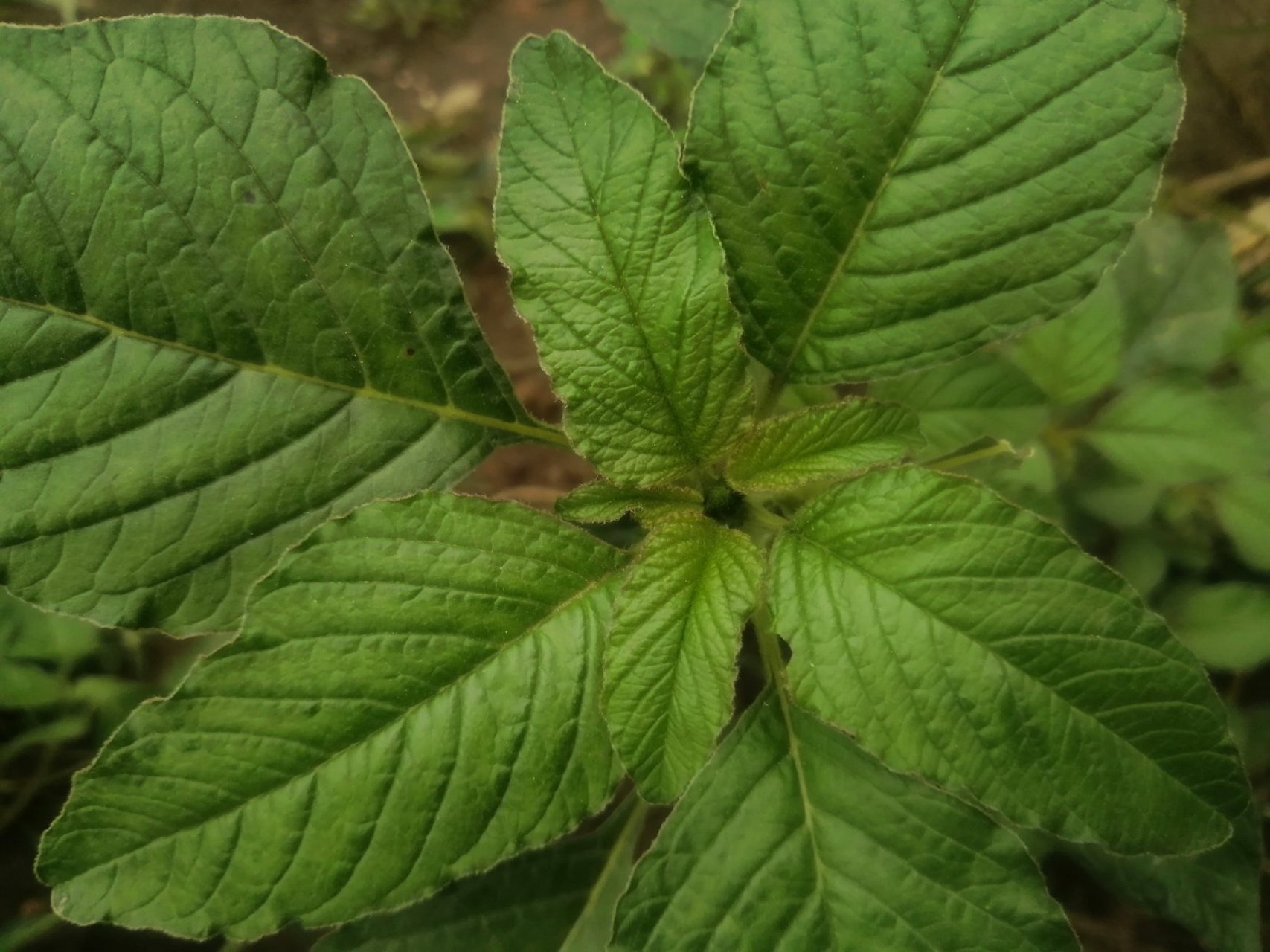 野苋菜,主治清热解毒,用于疗疮肿毒,水肿,蜂螫伤