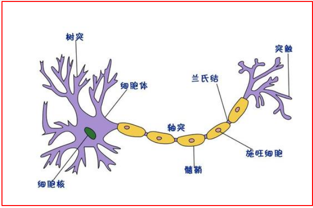 大脑树突图片