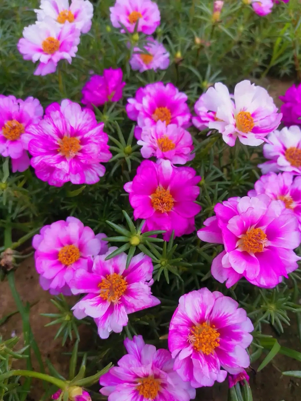 籽播太阳花依然是我的最爱