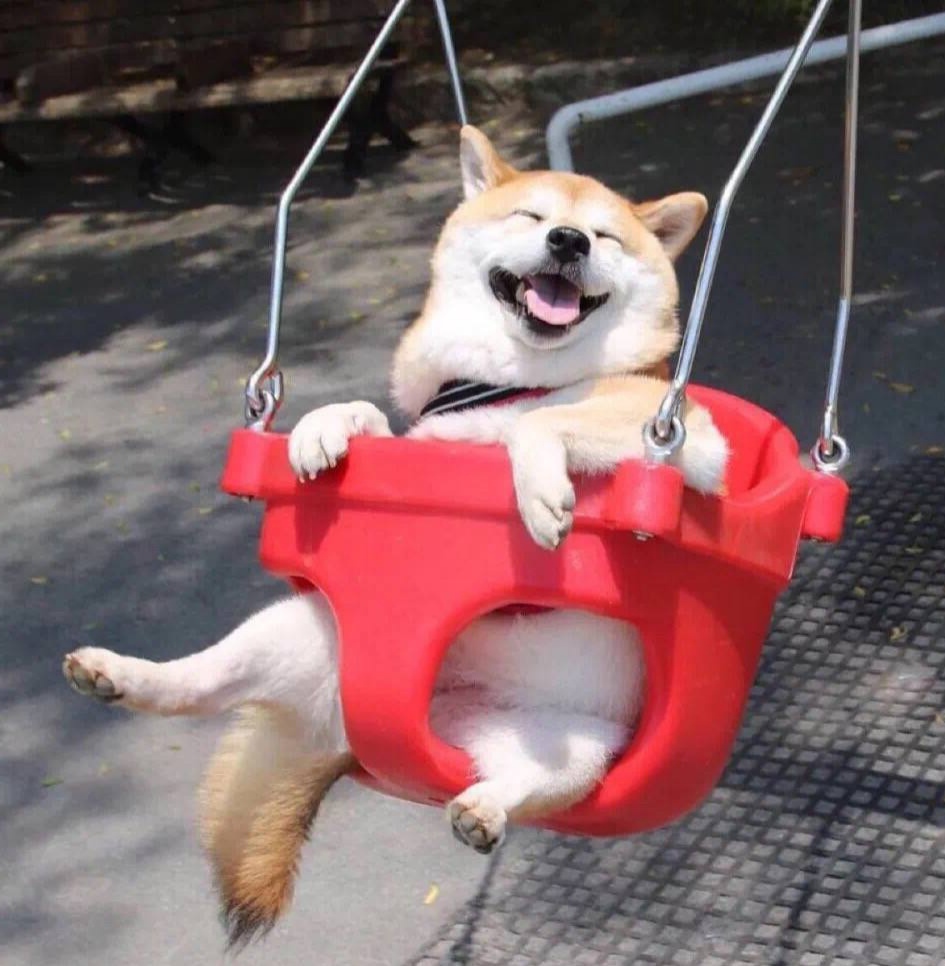 是跟我"疯狂上分"吗?看得我也想玩了.小狗,你的笑脸可以收一收吗?