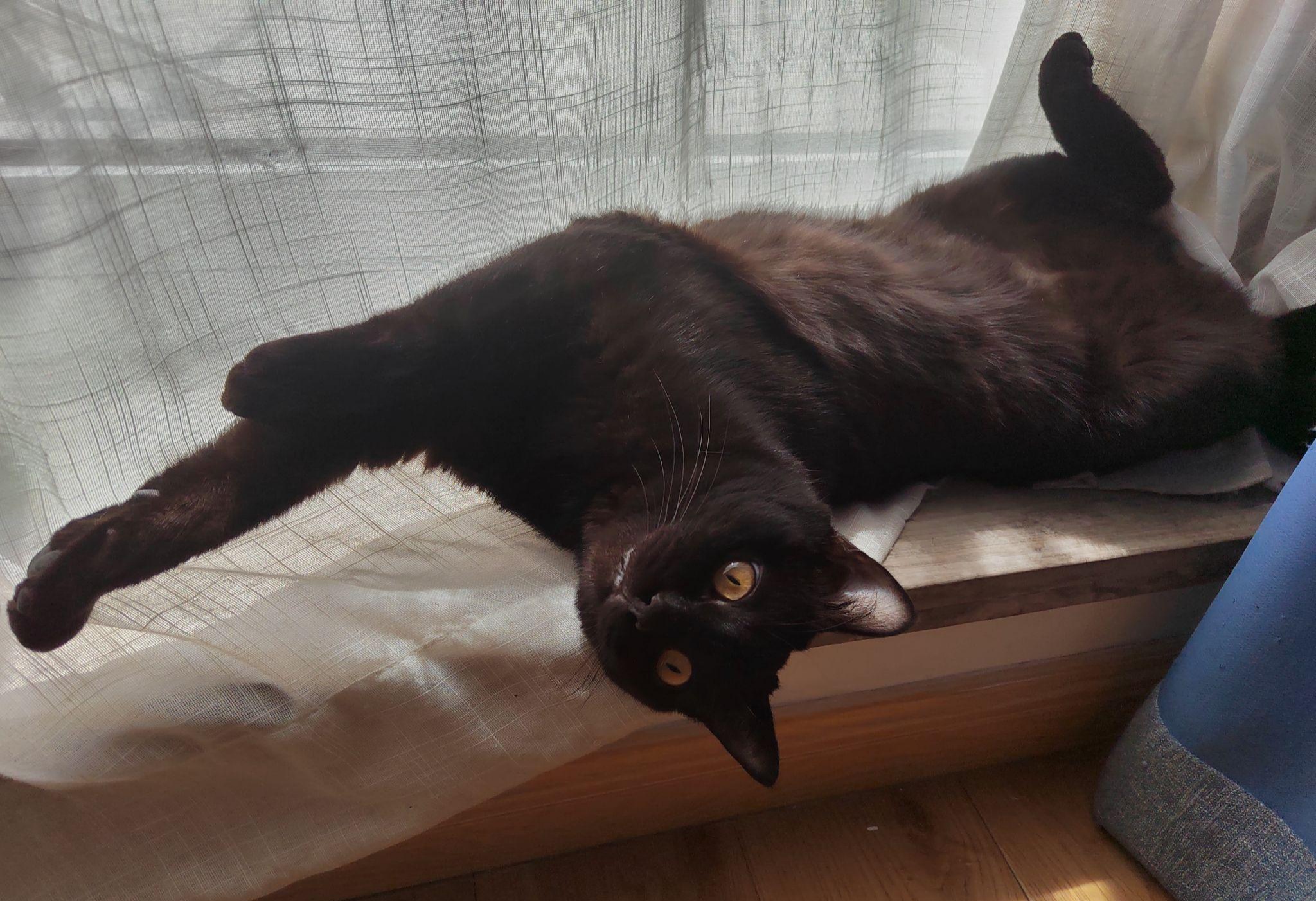 阳光照在它身上,还伸个懒腰,它很舒服吧