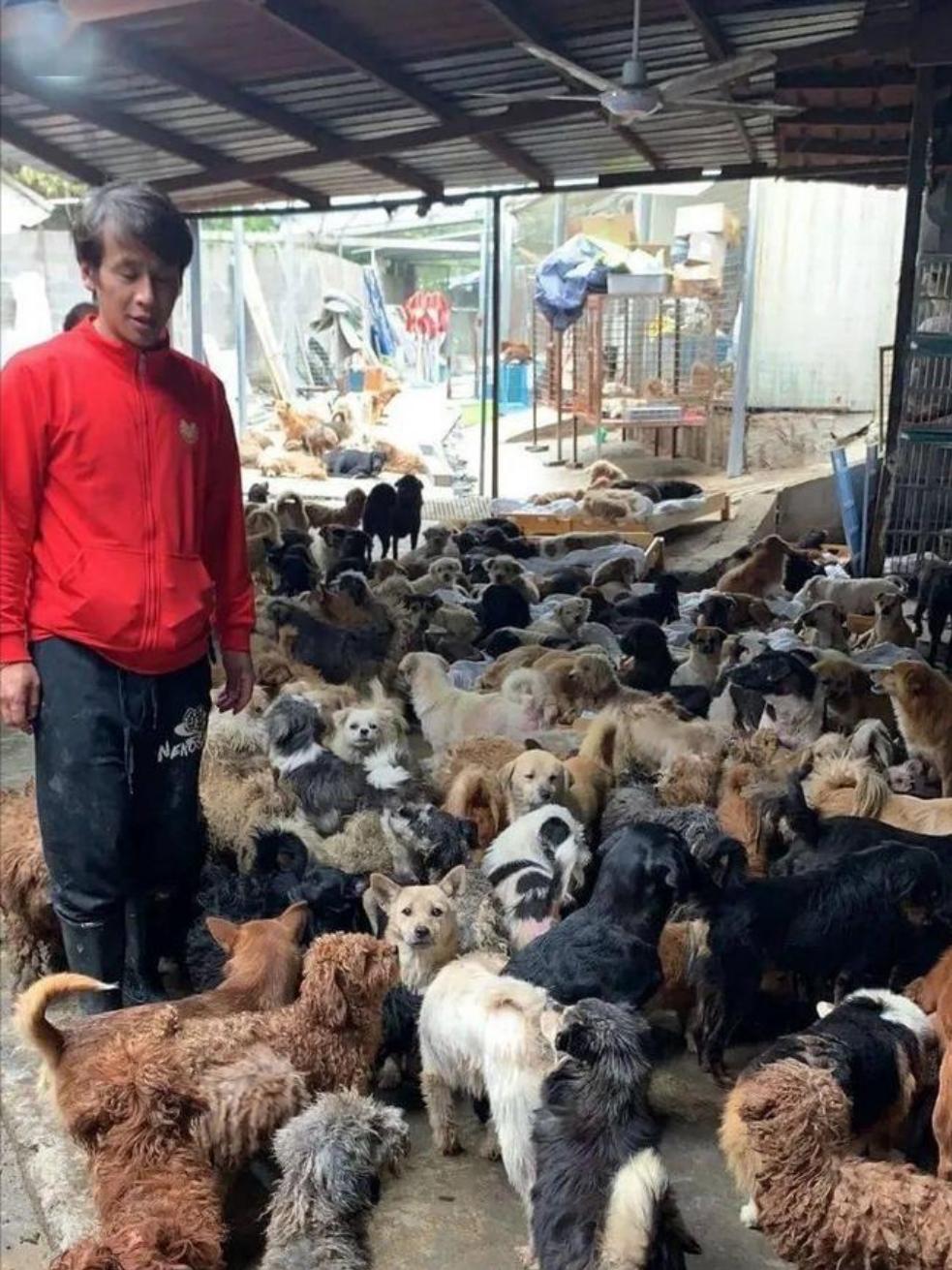 收养流浪狗的郁雷鸣 从照片上可以看出来,1977年出生的上海人郁雷鸣