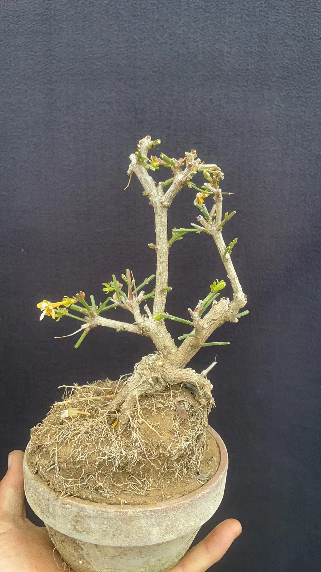 三台迎春掌中宝盆景批发