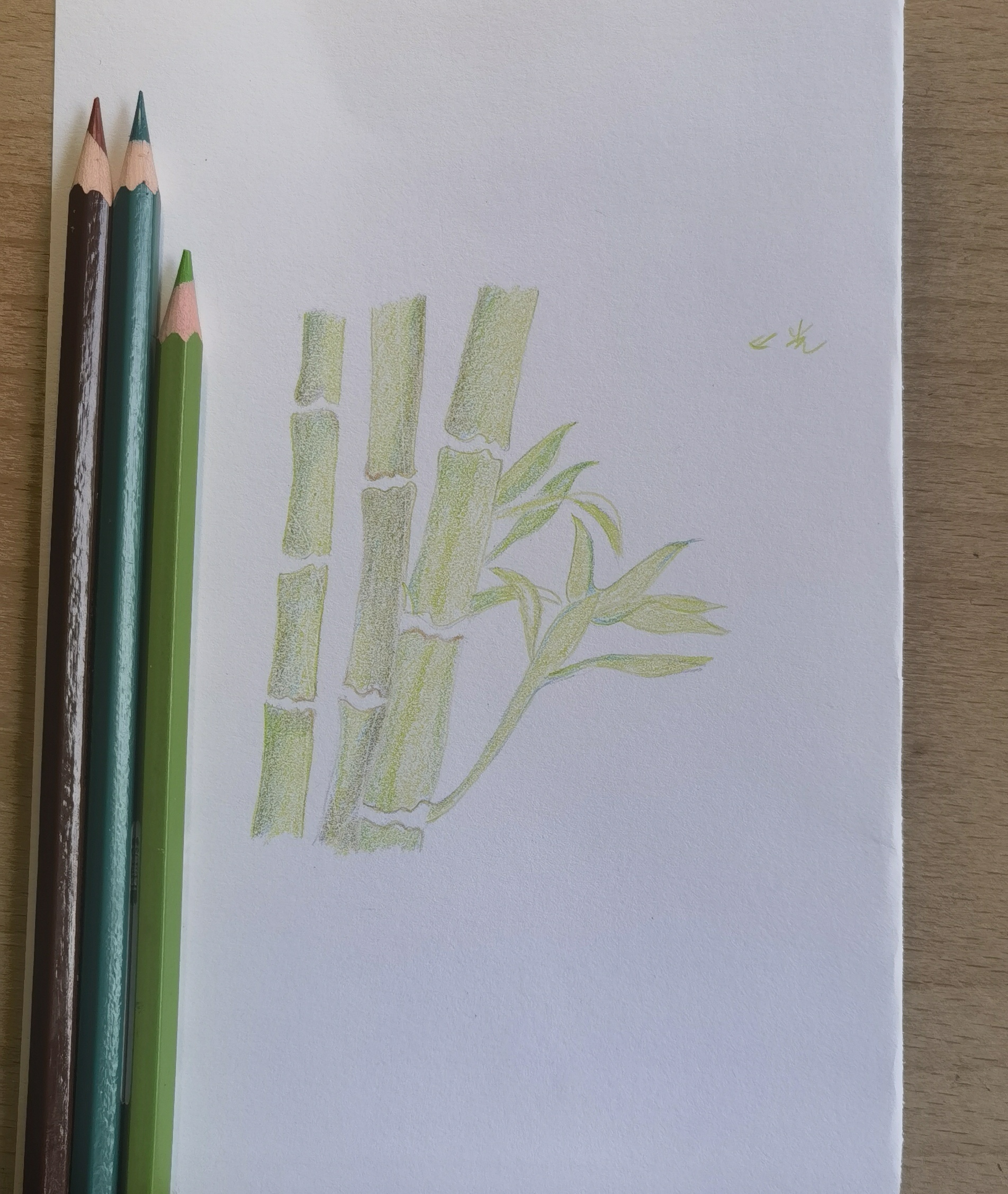 彩铅竹子 对我来说有难度 同样的颜色也叠不出想要的效果 不过,这幅画