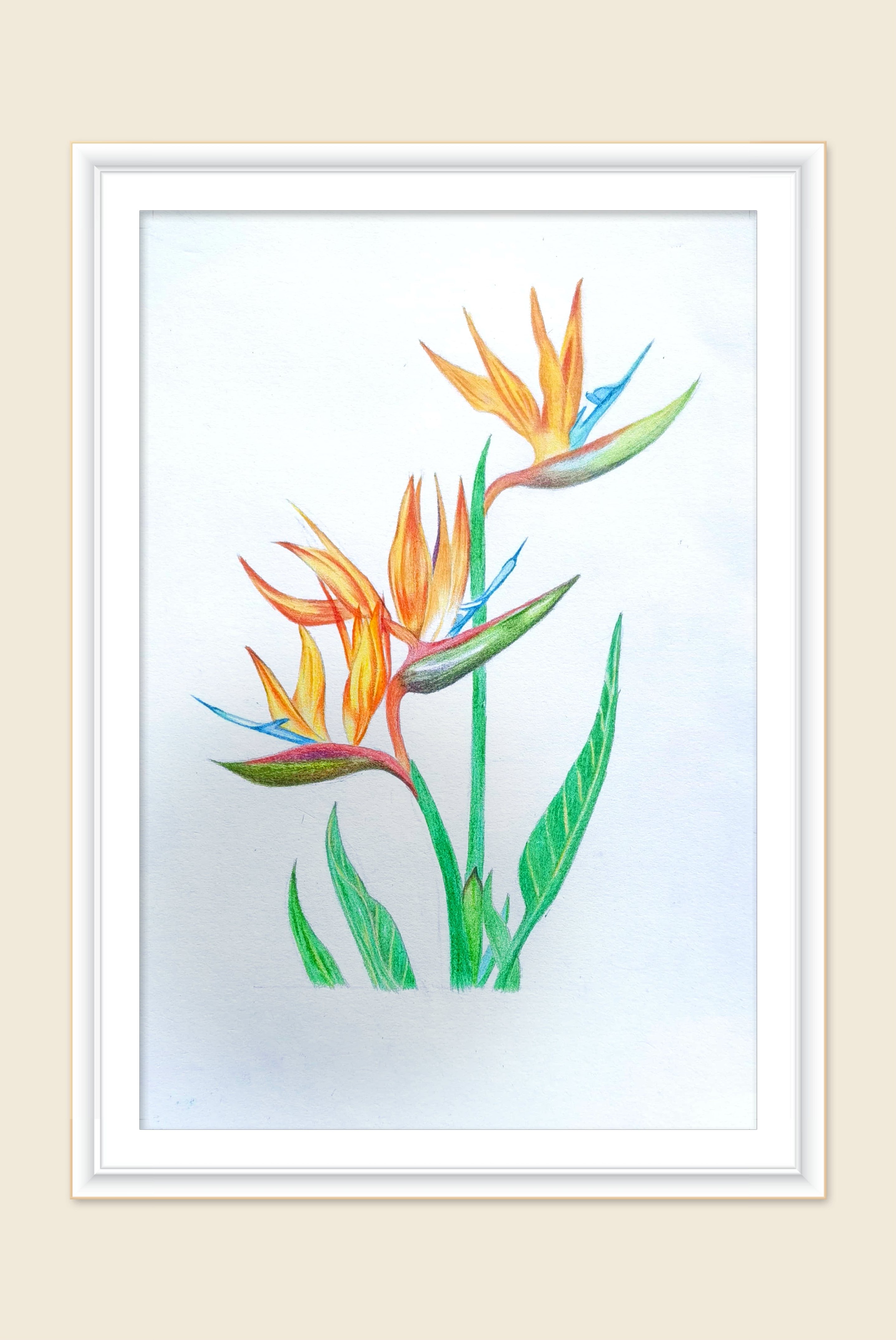 喜欢天堂鸟的花语: 花语:自由,幸福,潇洒,吉祥.