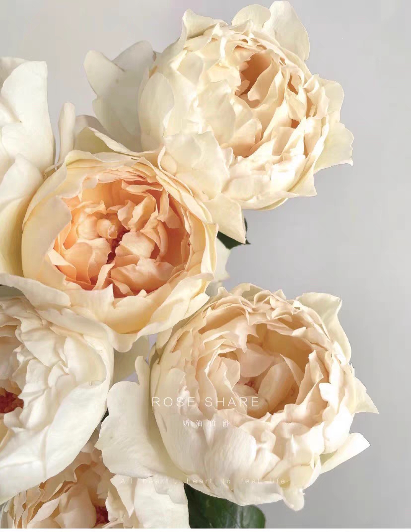 伊芙奶油,这是一款优秀的切花月季,白色的花蕾,白色或奶油色花朵,米色