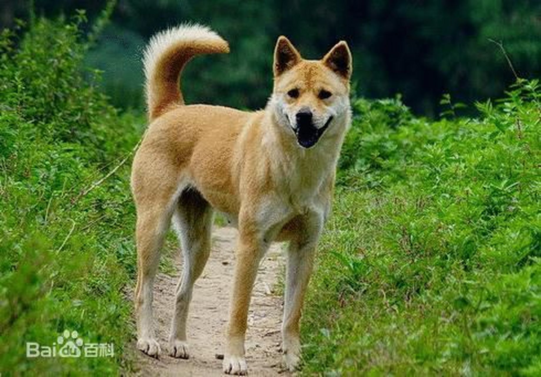 家里养两只狗在风水学的简单介绍