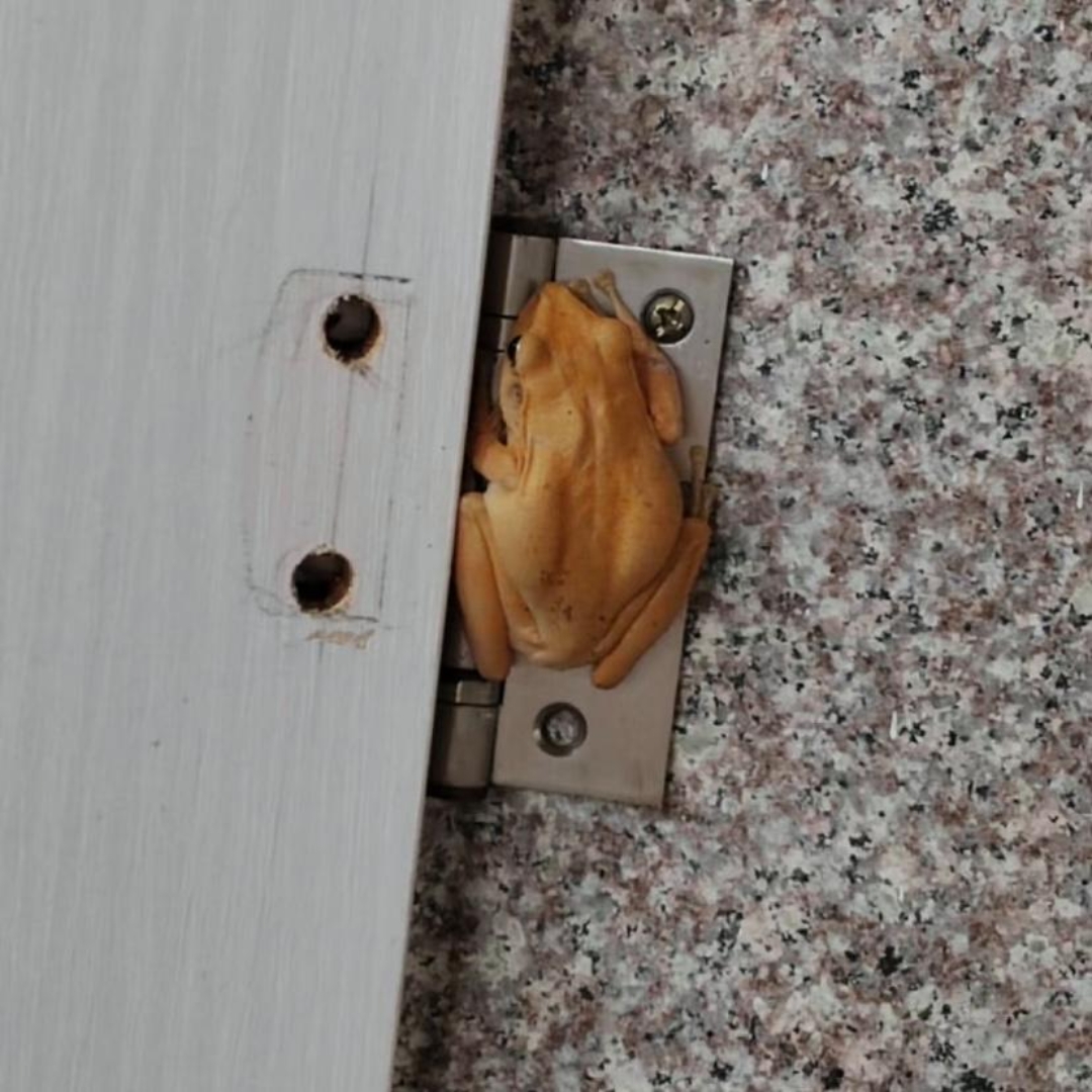 真的是活久见呀,这种金色的蛤蟆有没有毒呀?