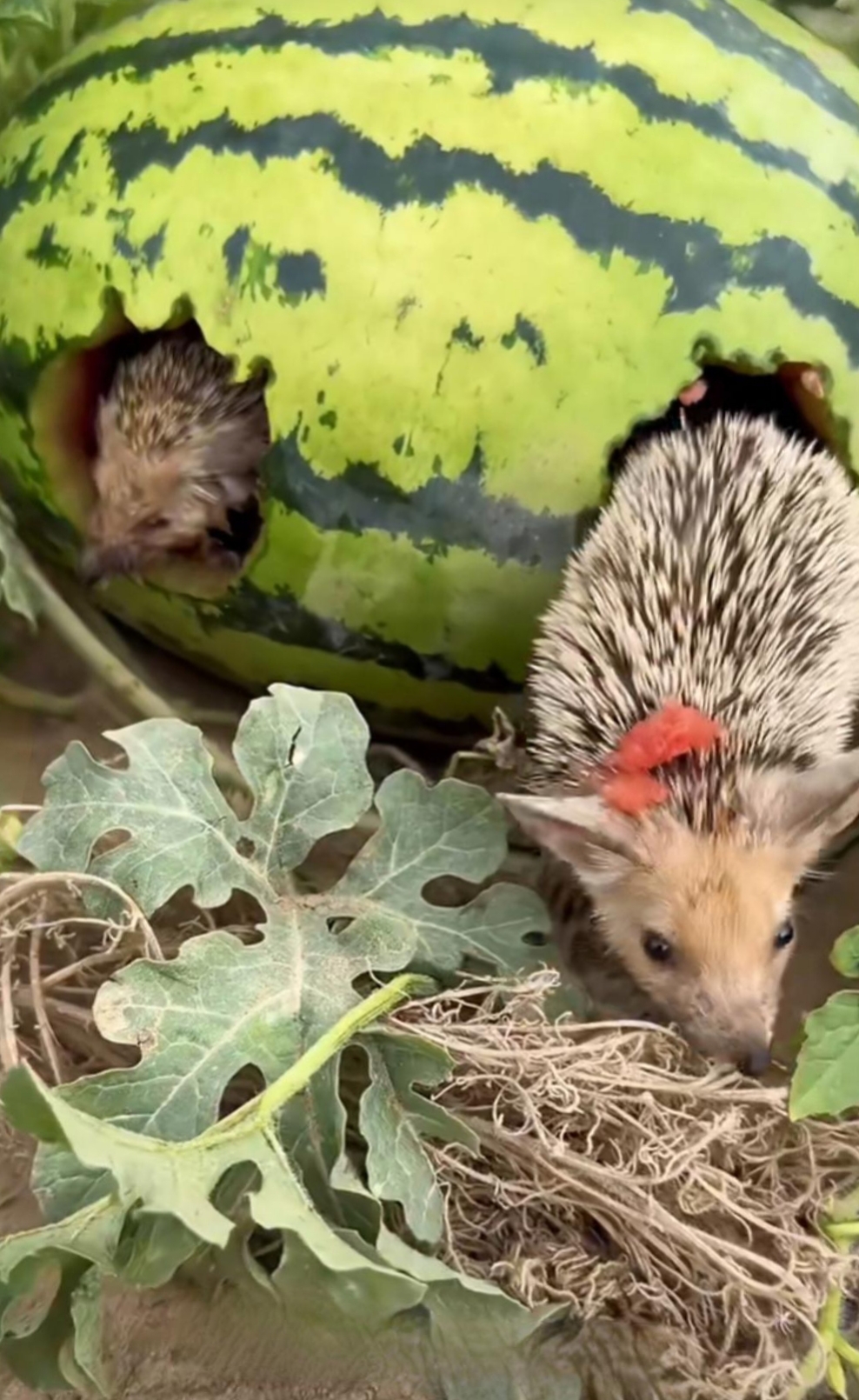 这小刺猬把西瓜吃了个小的洞,竟然还住在里面了,这是打算长期在这边住