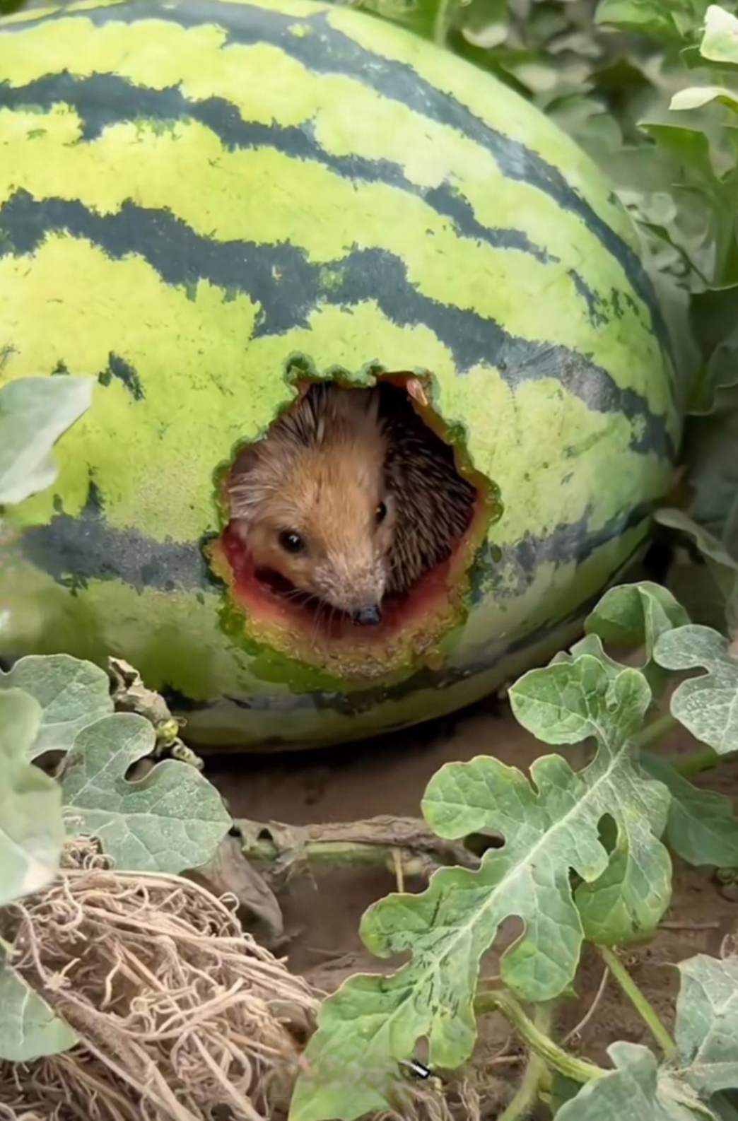 这小刺猬把西瓜吃了个小的洞,竟然还住在里面了,这是打算长期在这边住