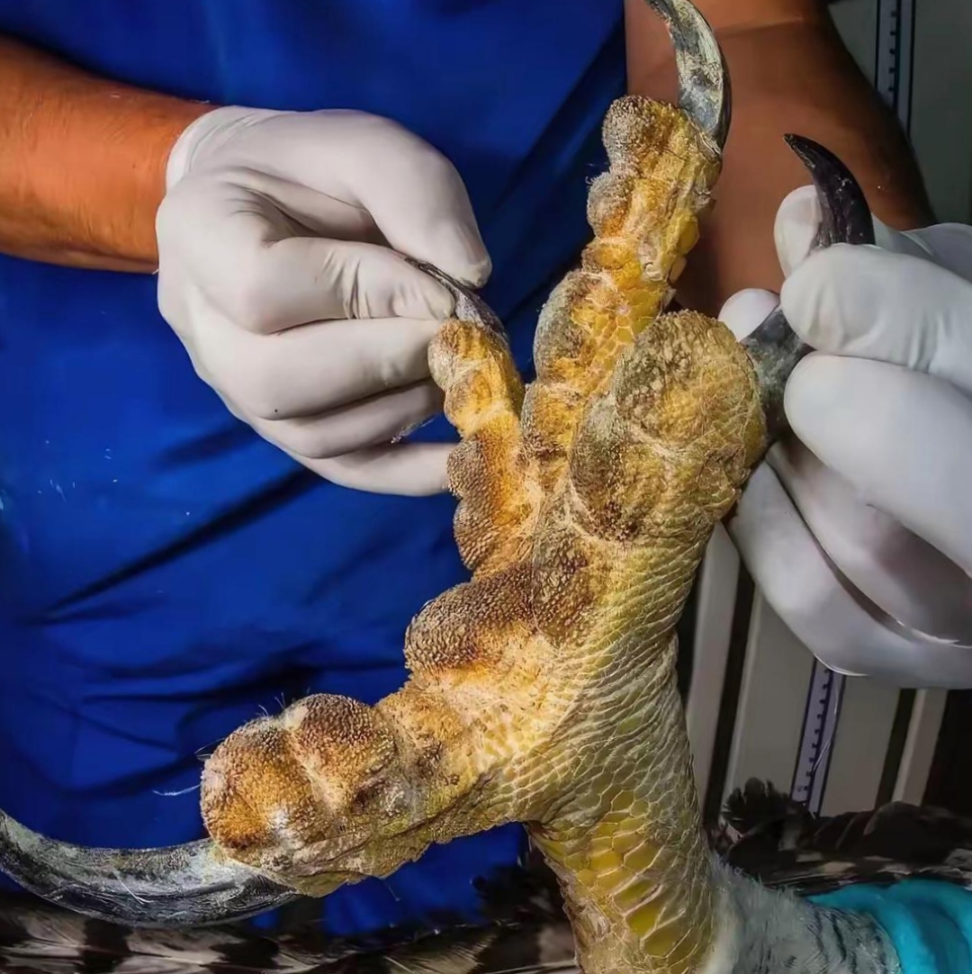 给你们看一下这老鹰的爪子,这鹰是真的能抓起来比自己大的野猪呀.