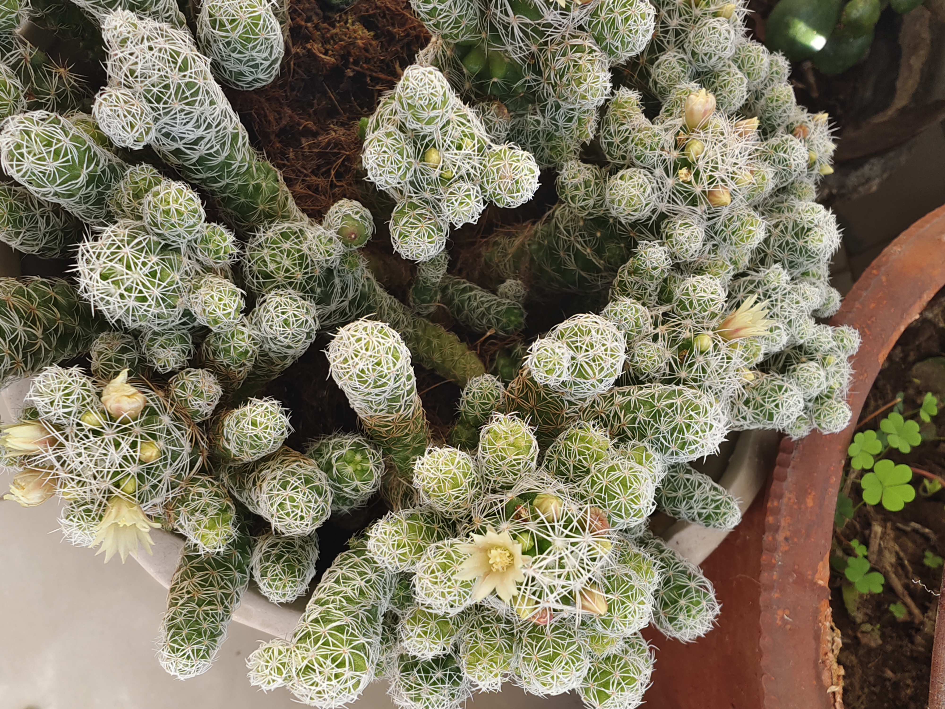 仙人掌,一种来自沙漠的多肉植物,它的茎和叶子都覆盖着一层厚厚的刺