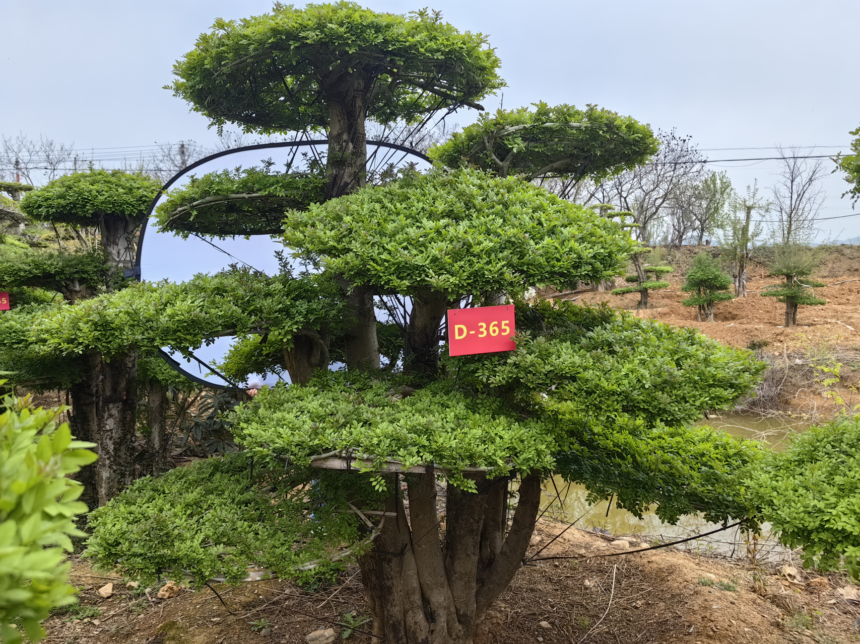 如何选择适合自己的对节白蜡呢?您的庭院和别墅都种植了什么景观树呢?