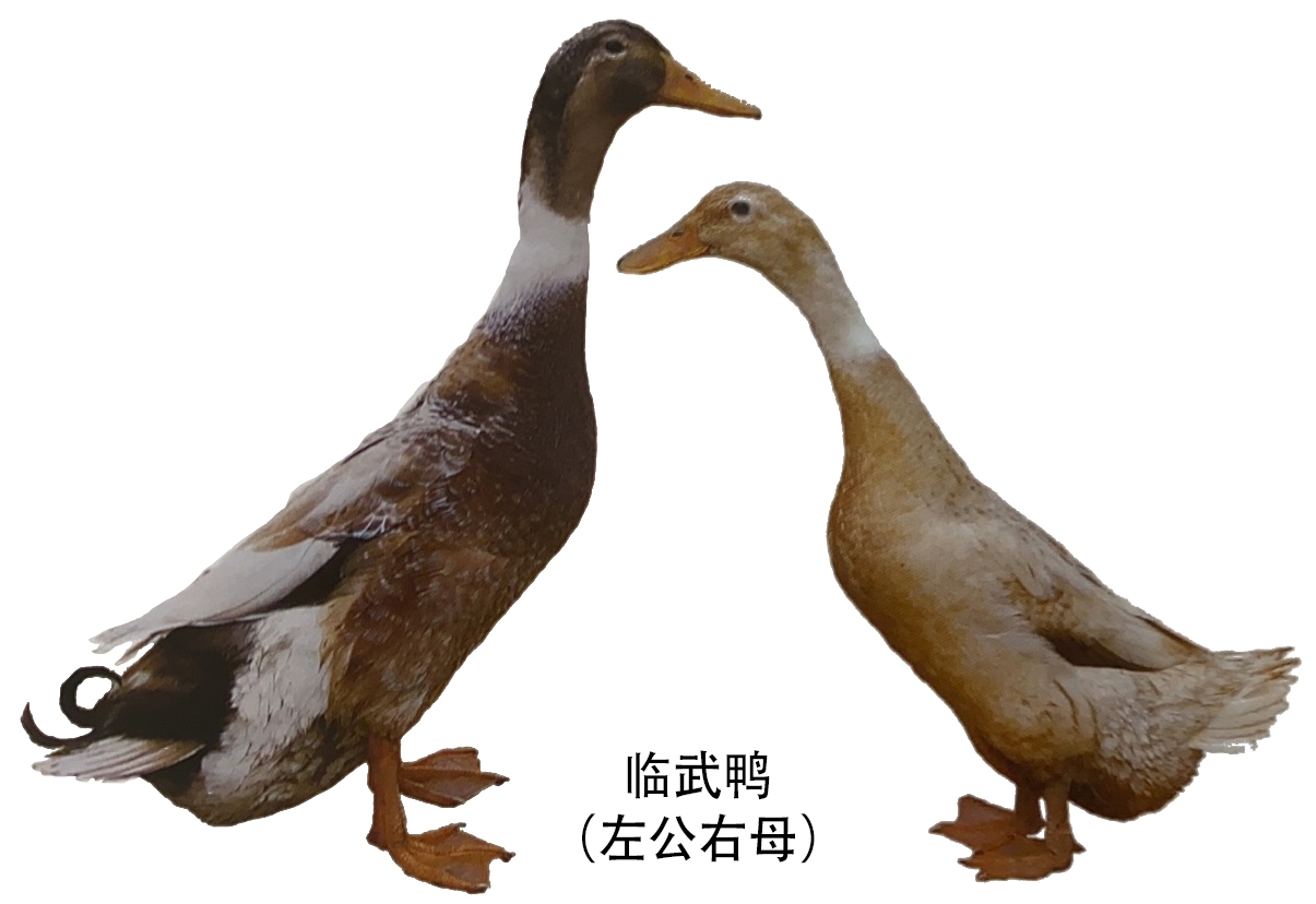 临武鸭:中国名鸭  东江鱼:有机鱼典范  栖凤渡鱼粉