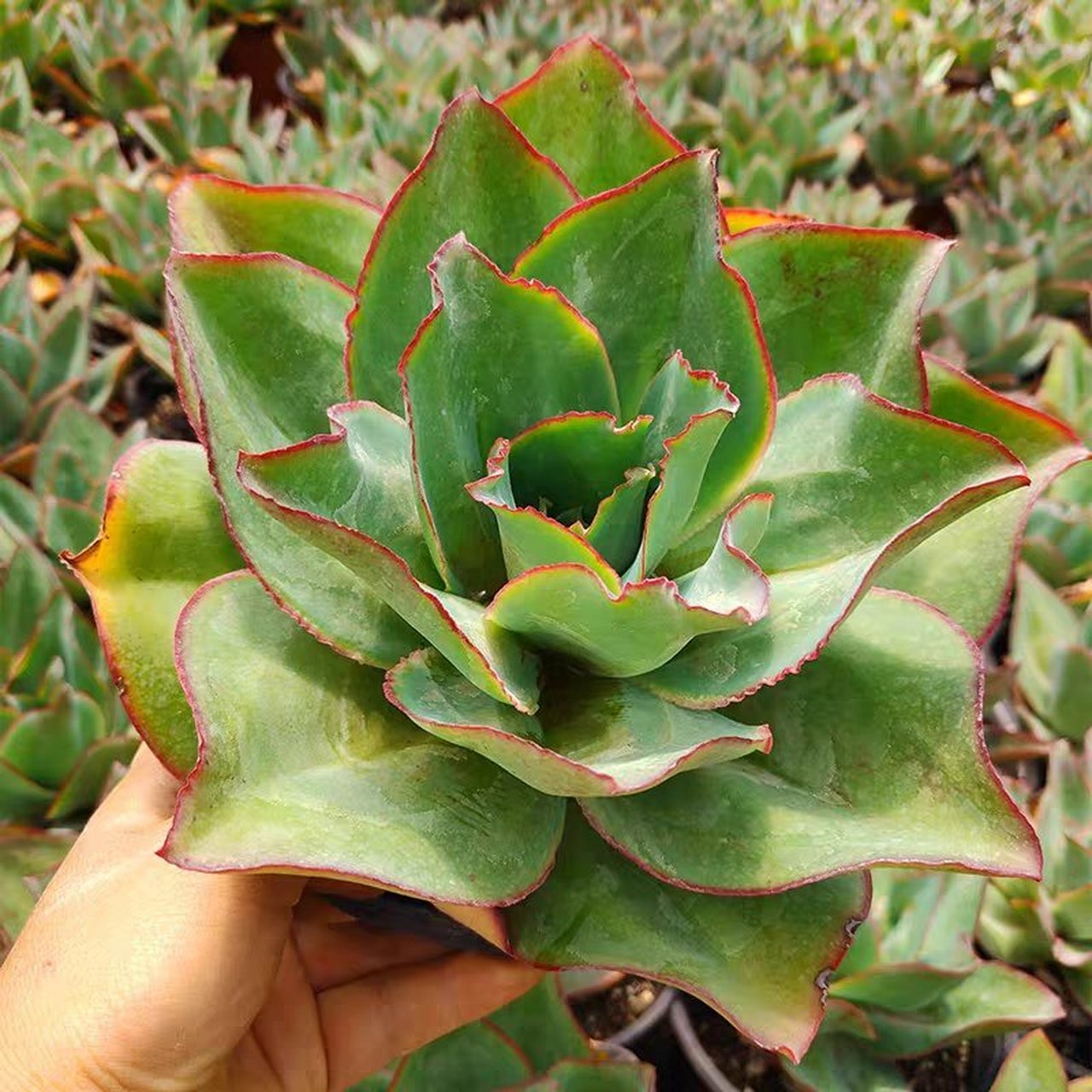 我的每日动态# 刚叶莲,拟石莲属,echeveria subrigida 品种介绍 允技