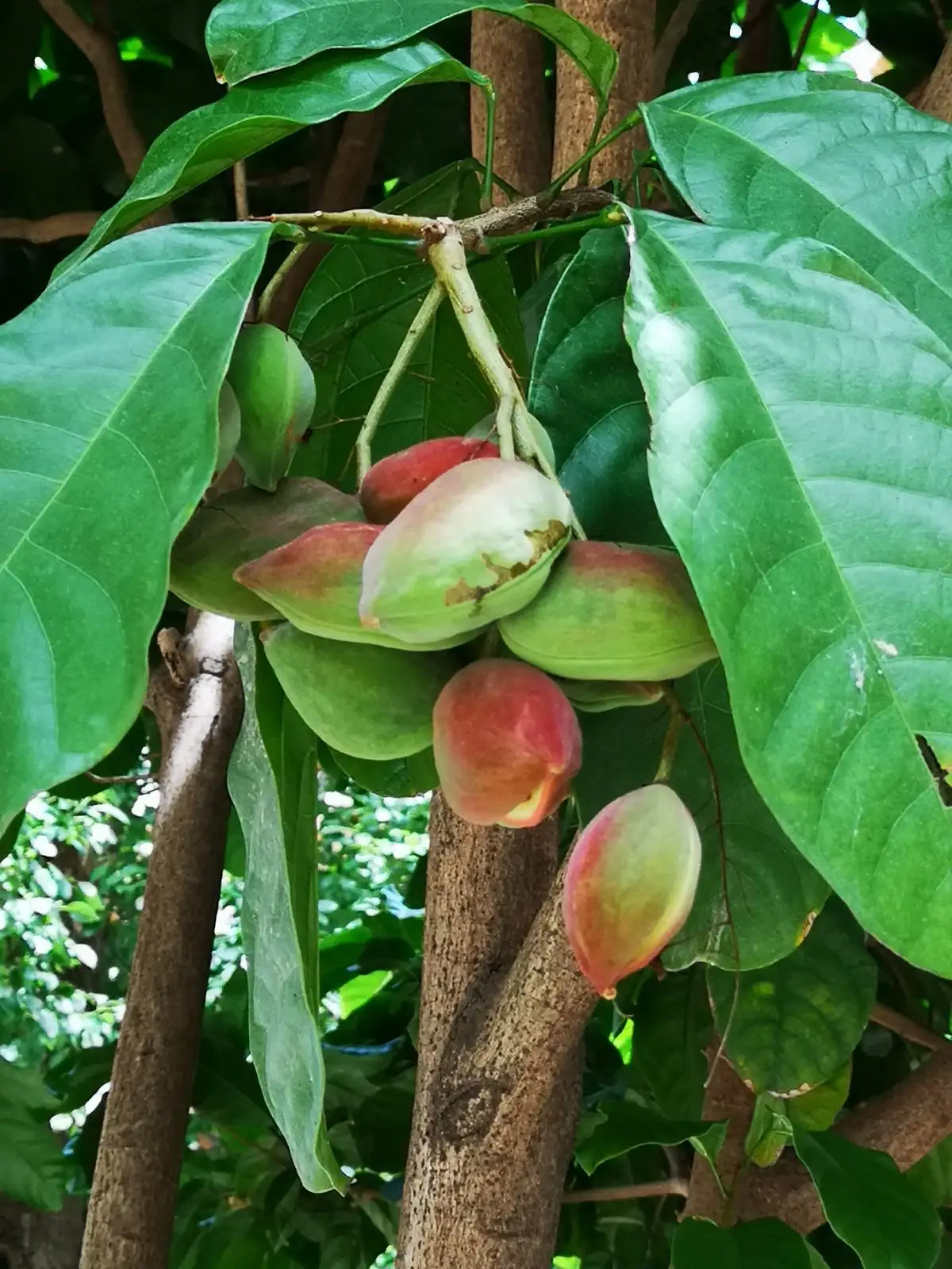 广西苹婆果(又叫凤眼果,龙旺子)熟了,好吃,优特产,它的外形像眼睛