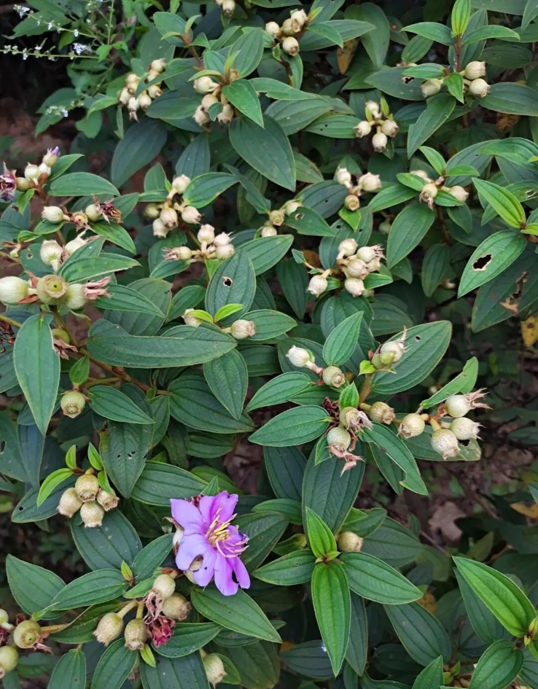 野牡丹,朝天罐,晒干
