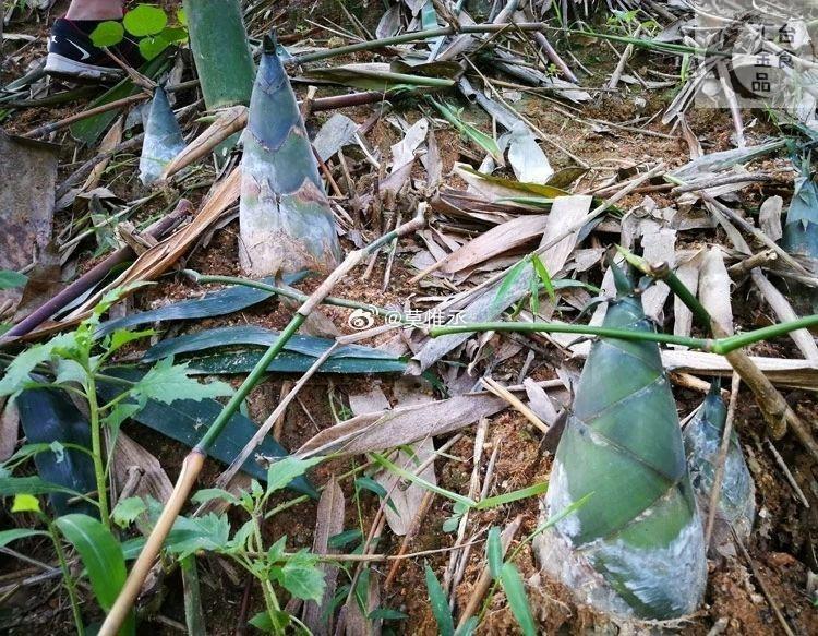 广西梧州特产,梧州大头竹笋,过水后就好吃-202408a #山竹笋# #梧州