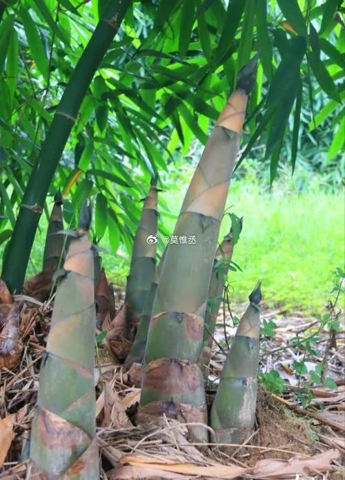 广西梧州特产,梧州大头竹笋,过水后就好吃-202408a #山竹笋# #梧州