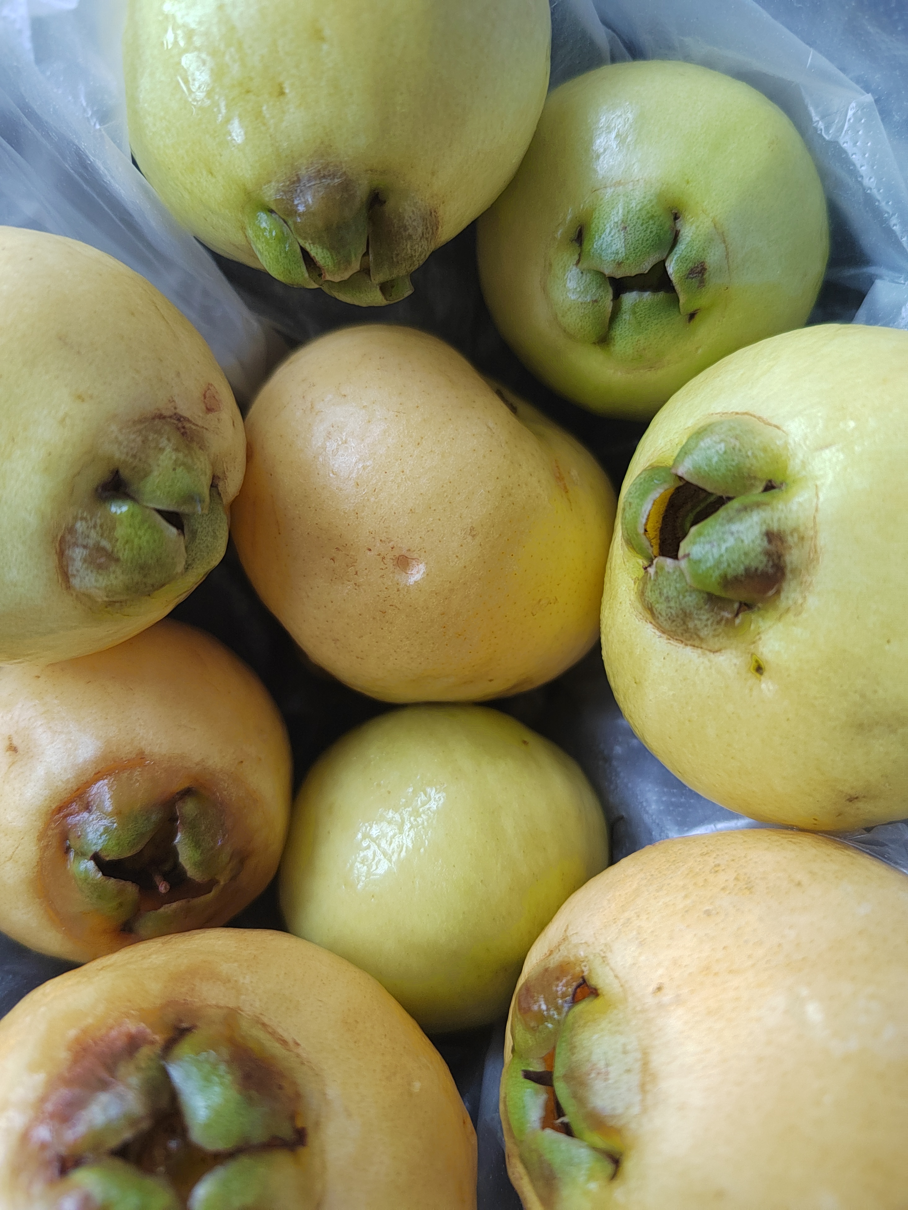 我家里屋底的水葡萄(广西梧州水果)也得吃了-20240613日从南宁回家搬