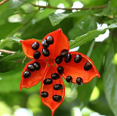 广西苹婆果(又叫凤眼果,龙旺子)熟了,好吃,优特产,它的外形像眼睛