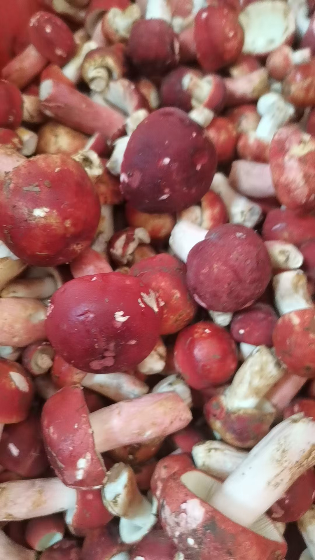 梧州象棋镇新鲜野生红菌,象棋大红菌,象棋大红菇-20240819 #梧州野生