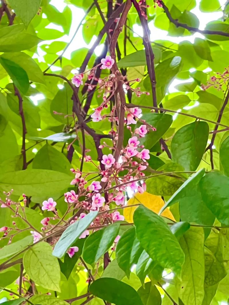 广西苹婆果(又叫凤眼果,龙旺子)熟了,好吃,优特产,它的外形像眼睛