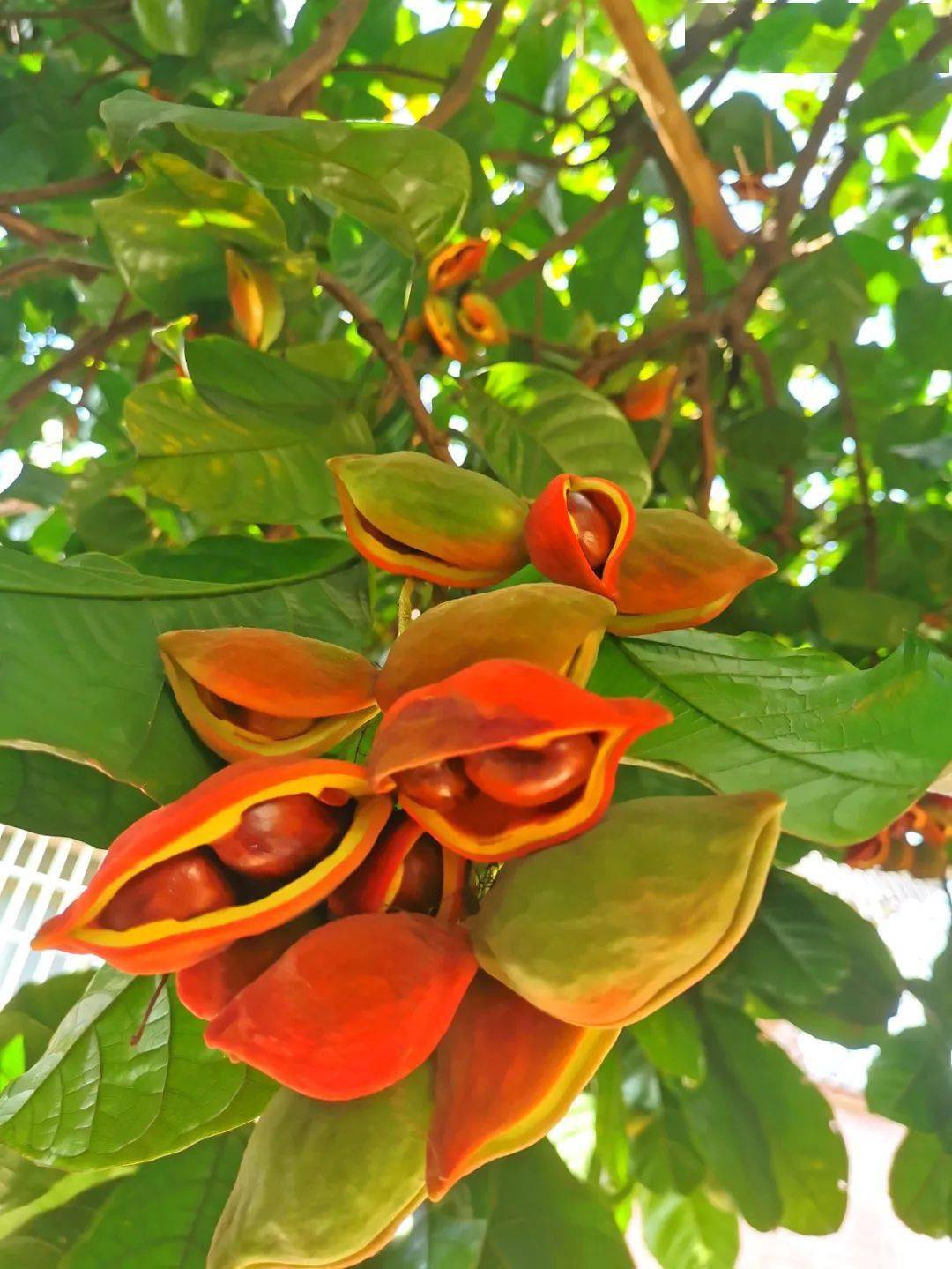 广西苹婆果(又叫凤眼果,龙旺子)熟了,好吃,优特产,它的外形像眼睛