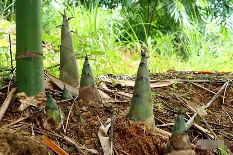 广西梧州特产,梧州大头竹笋,过水后就好吃-202408a #山竹笋# #梧州