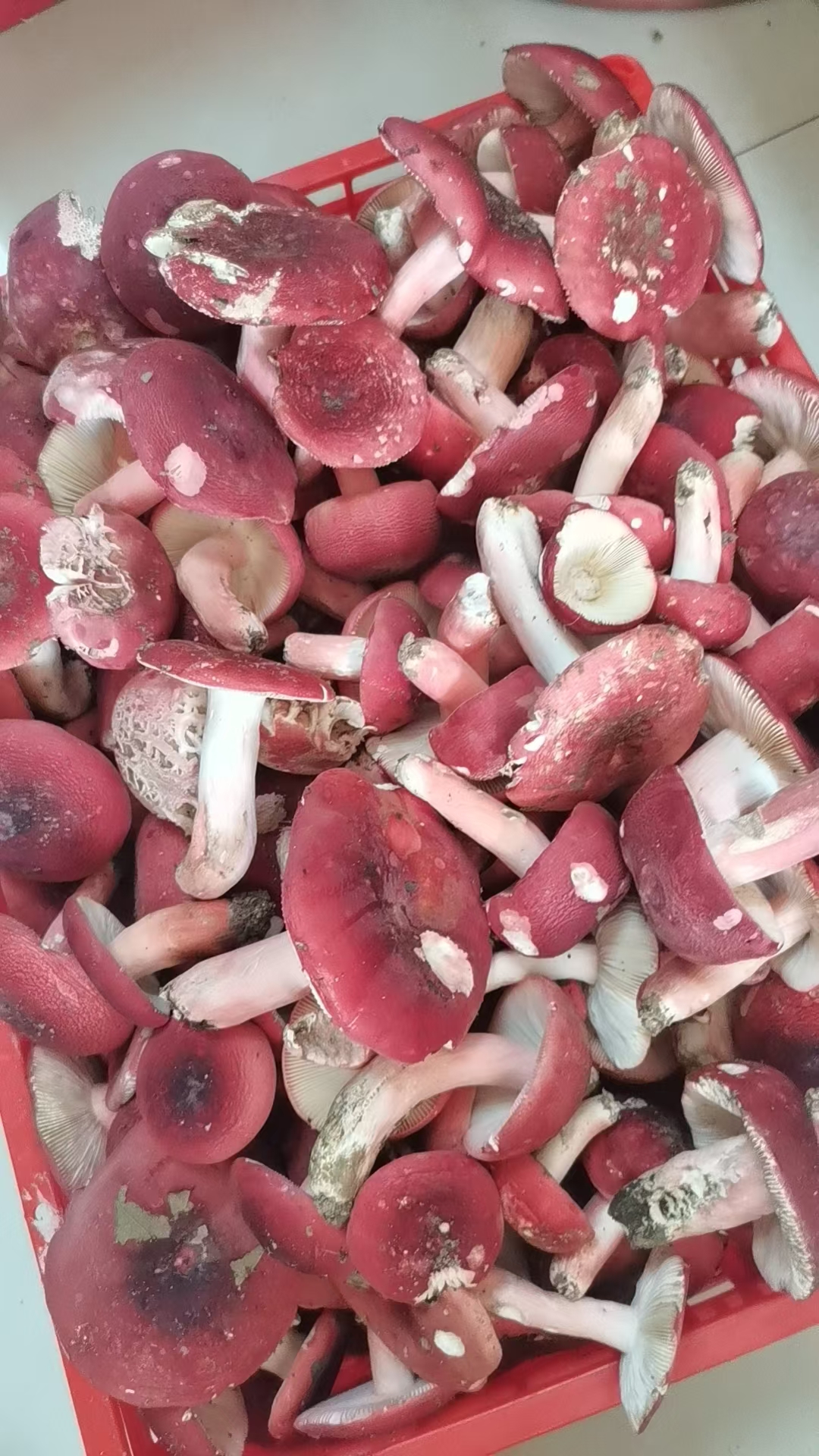 梧州象棋镇新鲜野生红菌,象棋大红菌,象棋大红菇-20240819 #梧州野生