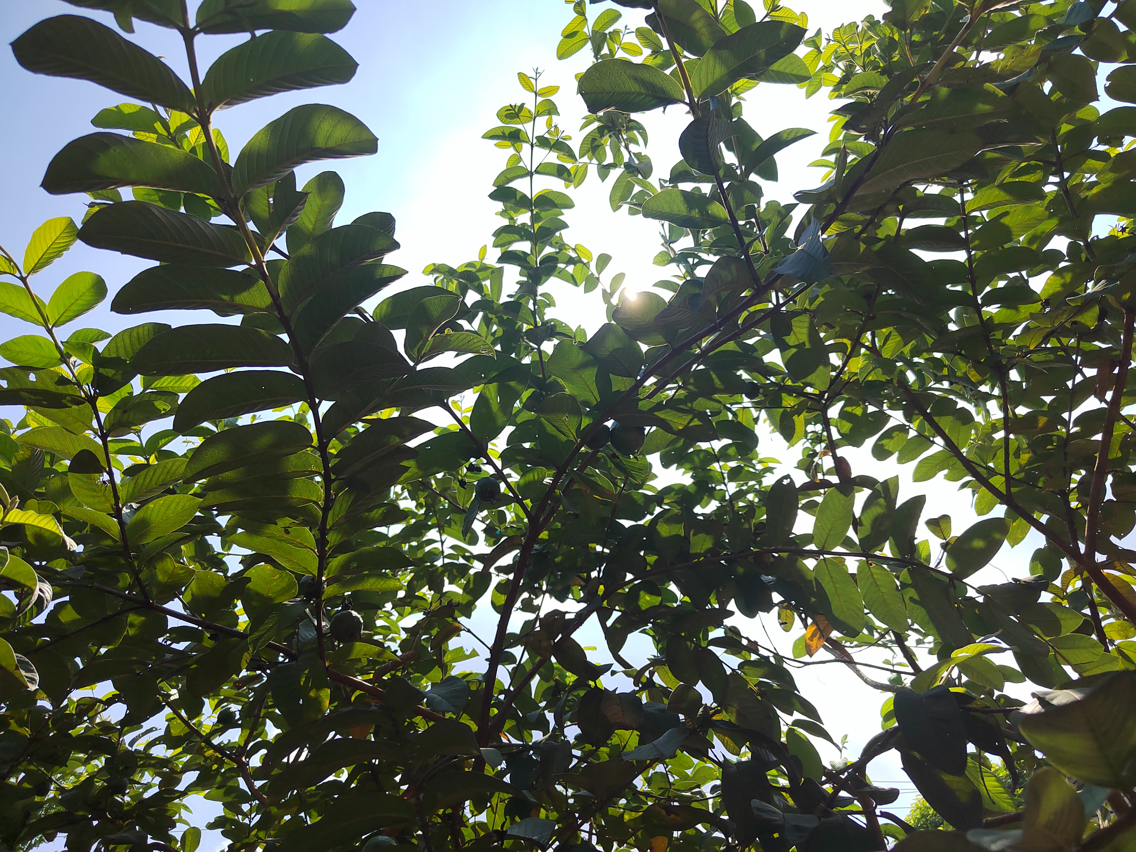 鸡粪果,拔子等,为桃金娘科番石榴属乔木植物,原产南美洲,在中国华南