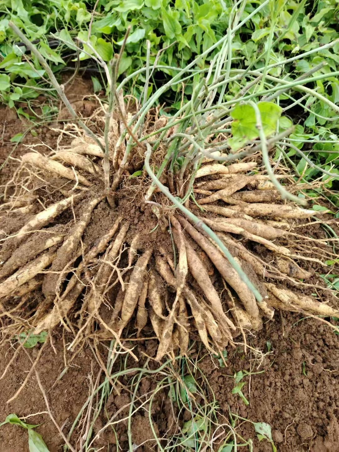 百部的植物图片和用途图片