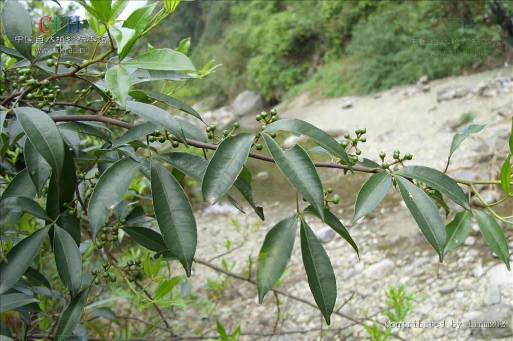 见血飞,飞龙见血,猫爪勒,藤本植物,梧州市我们家里的山岭小路边也有