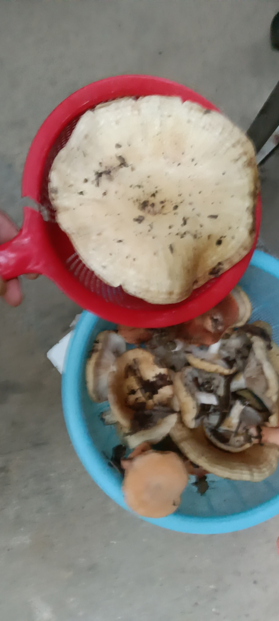 这蘑菇长的有点猛二十公分的直径,但各位采抓野生
