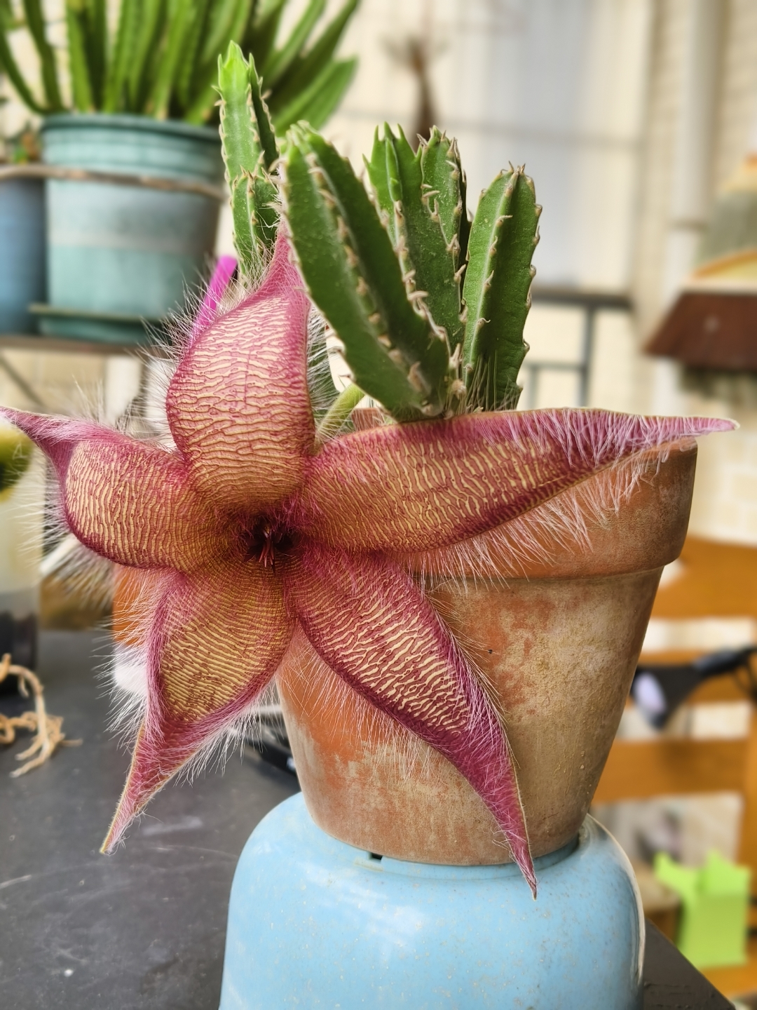 这花也太美了吧,忍不住想分享给你们～大花犀角花苞结了差不多一个月