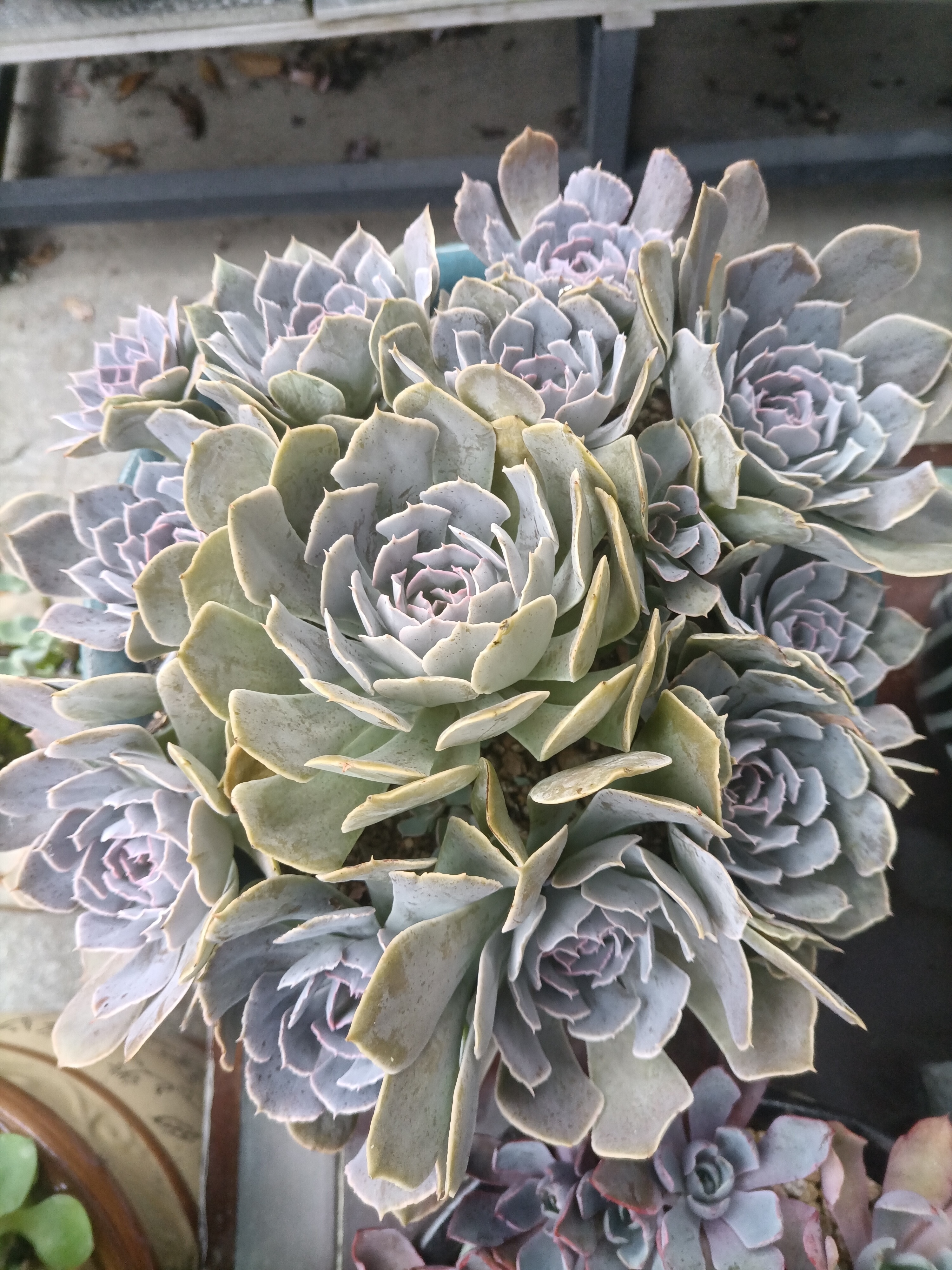 每日一肉…沙漠之星