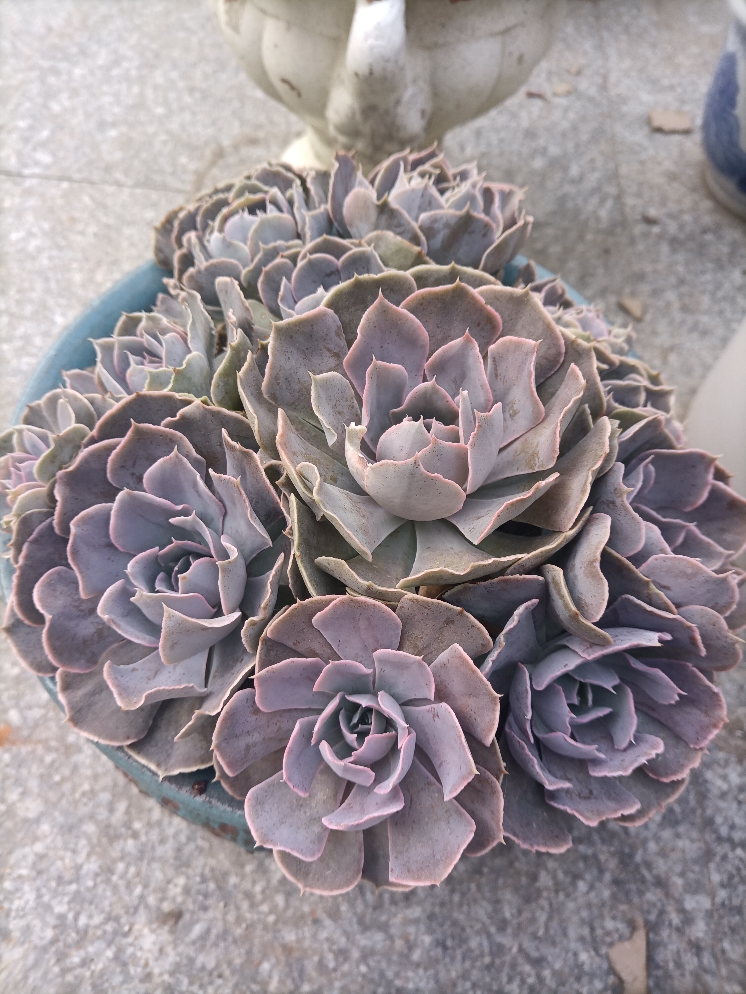 每日一肉…沙漠之星