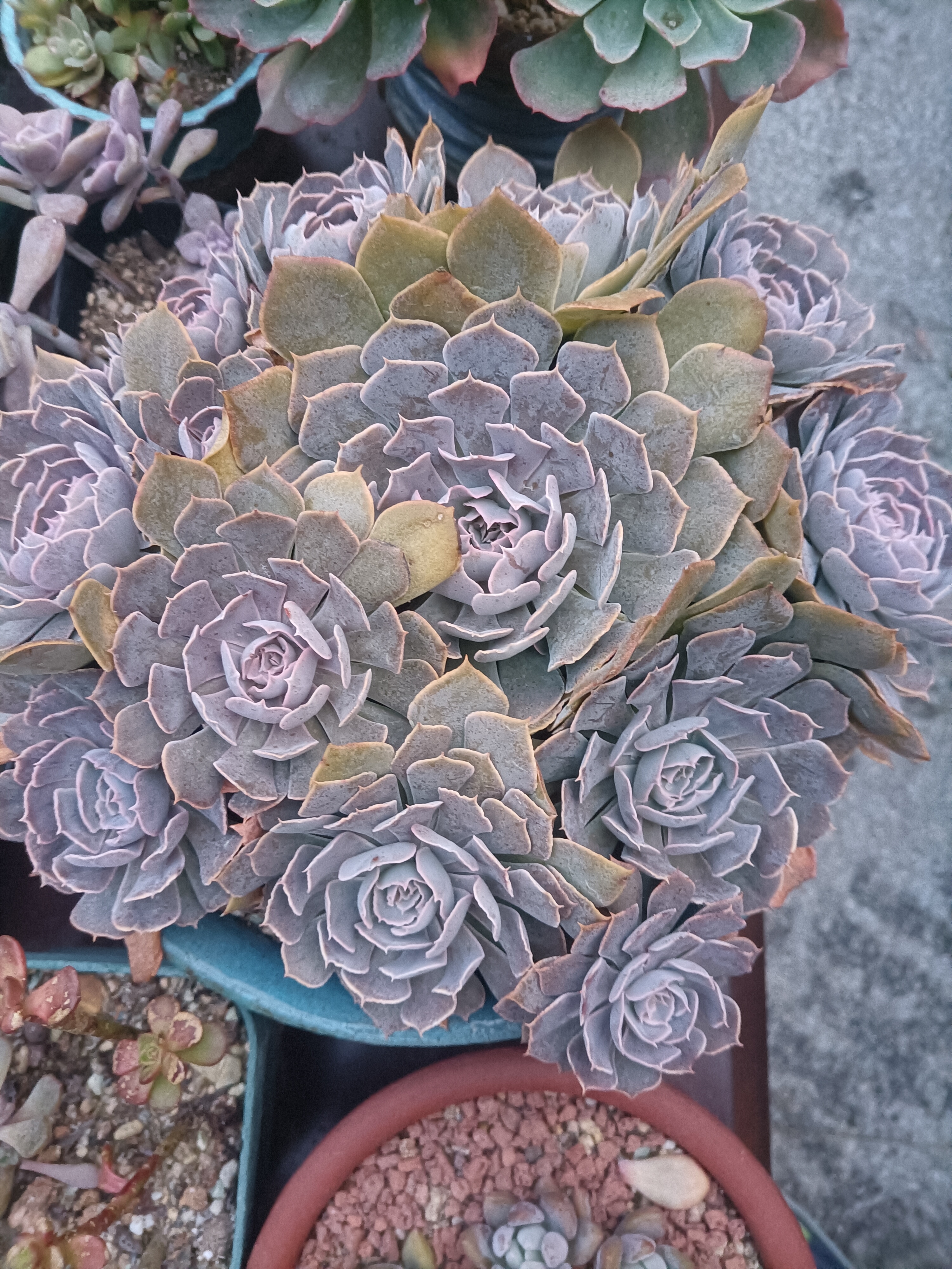 每日一肉…沙漠之星