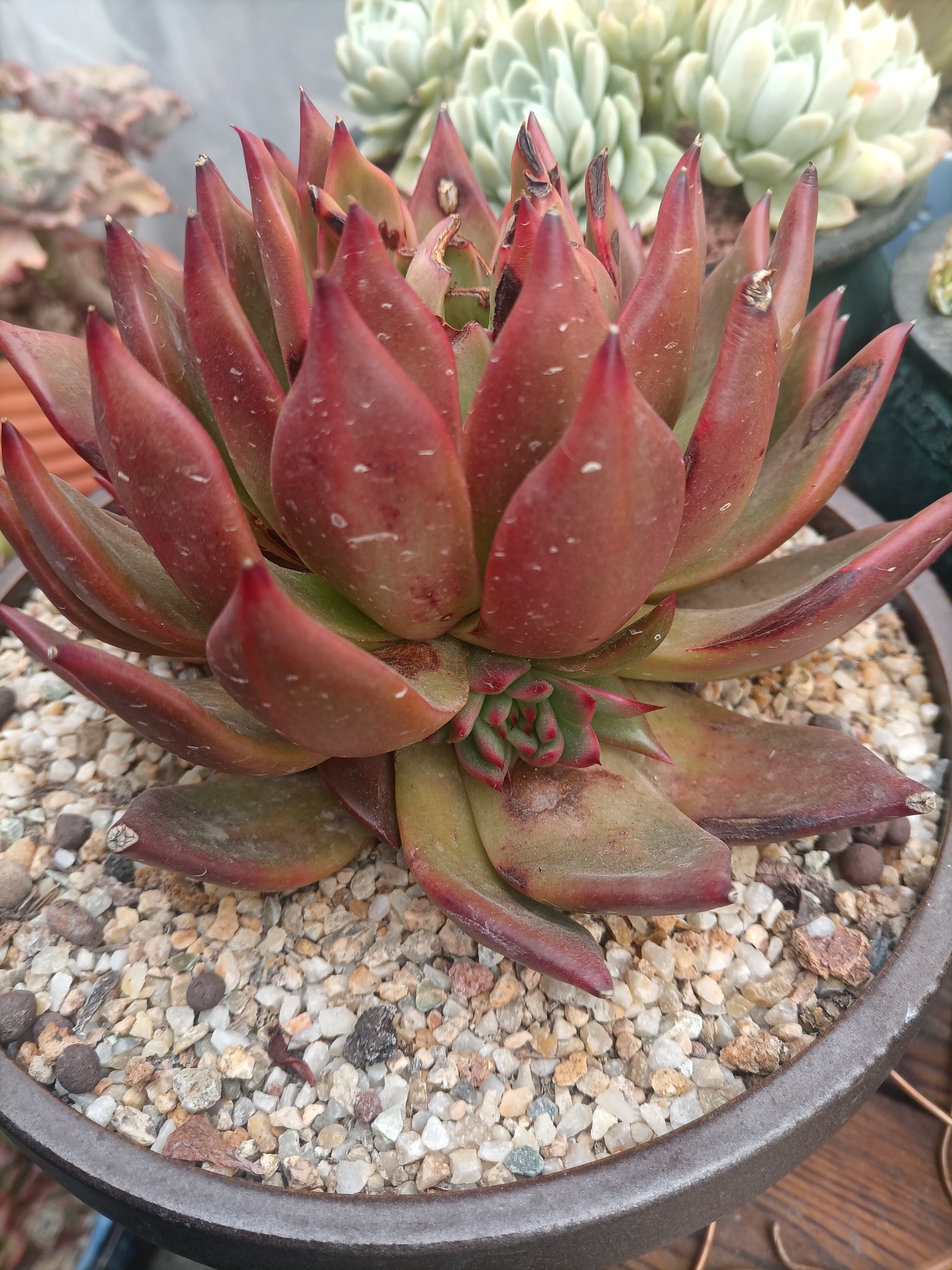 每日一肉…夏天晒伤叶心的弗兰克在冬天悄悄咪咪的生了五个仔